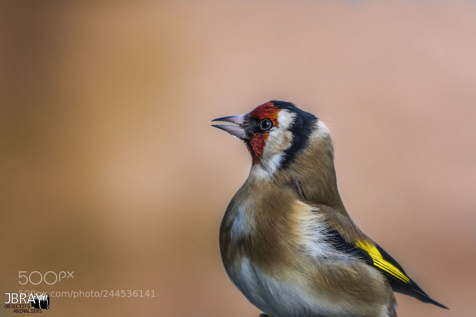 Nikon D7200 sample photo. European goldfinch photography