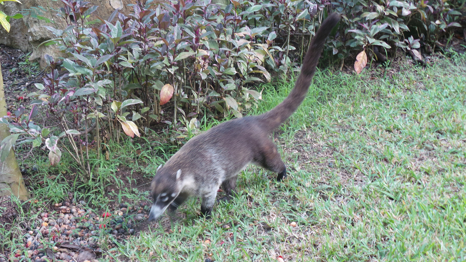 Samsung Galaxy Camera (Wi-Fi) sample photo. Coati 2 photography
