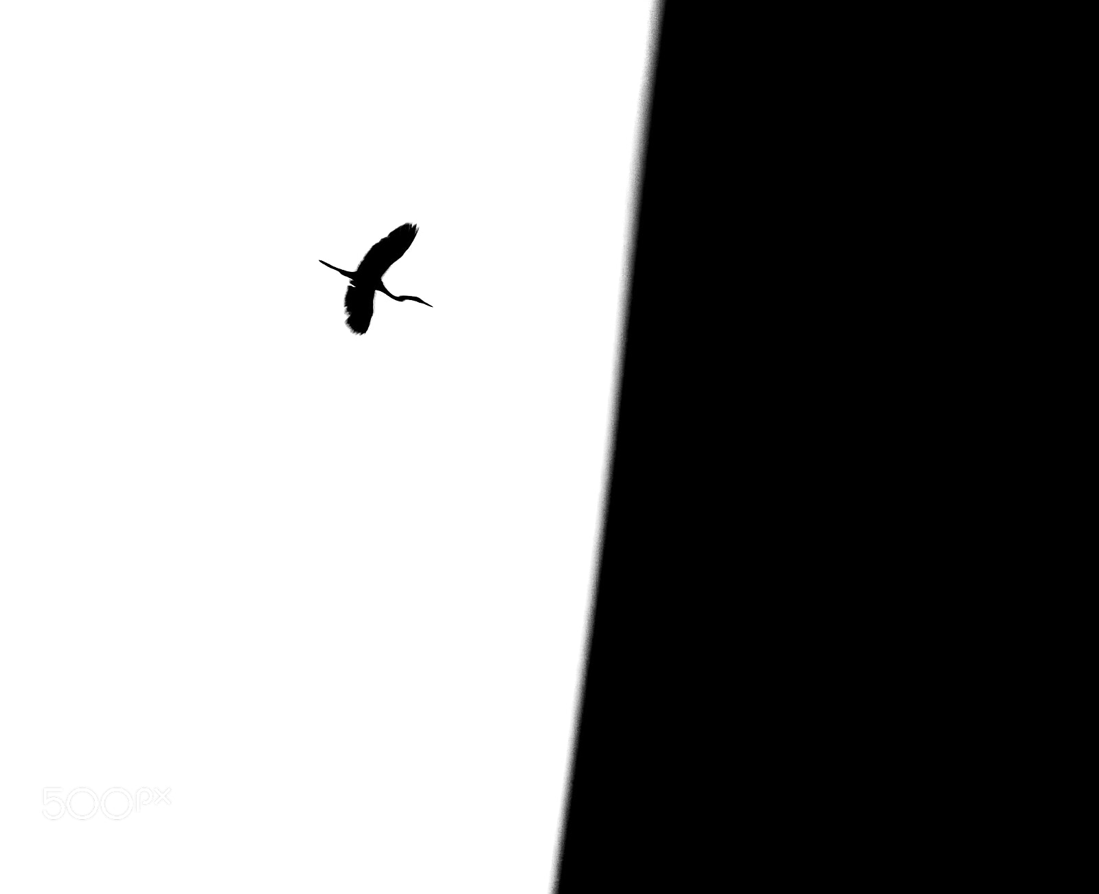 Canon EOS 1200D (EOS Rebel T5 / EOS Kiss X70 / EOS Hi) sample photo. Bird photography