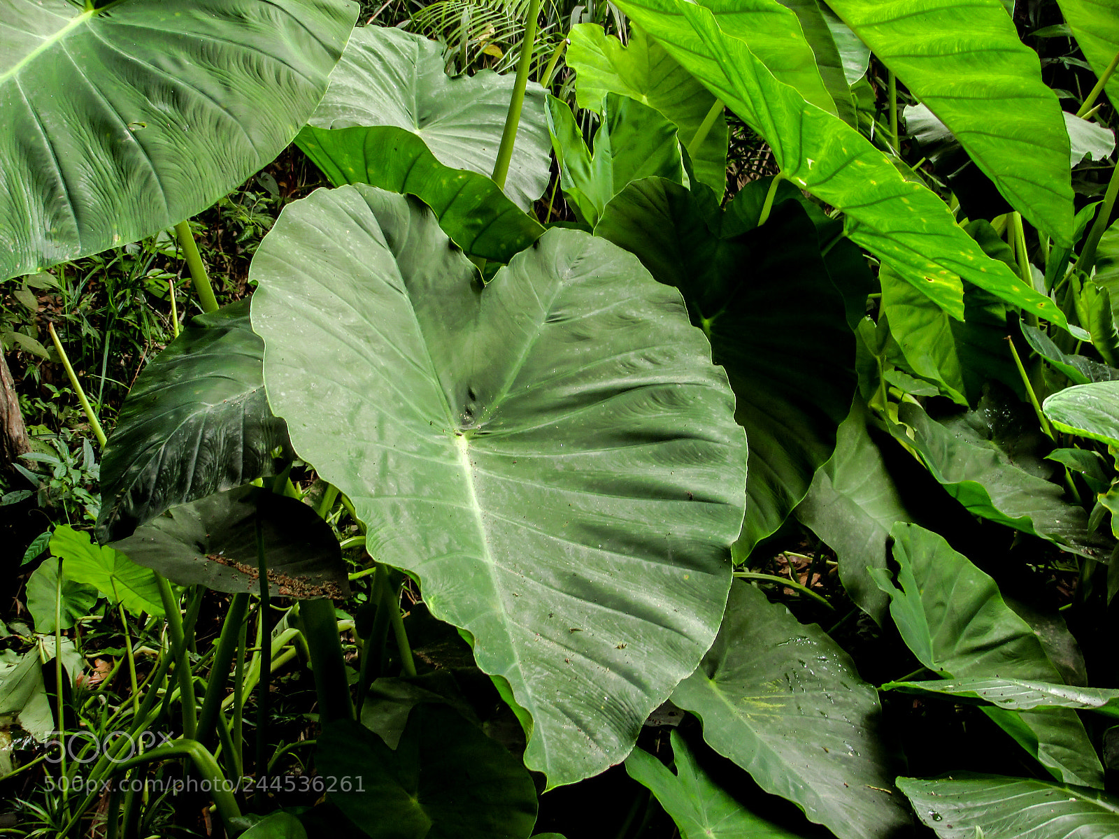 Canon PowerShot SX400 IS sample photo. Leaf of heart photography