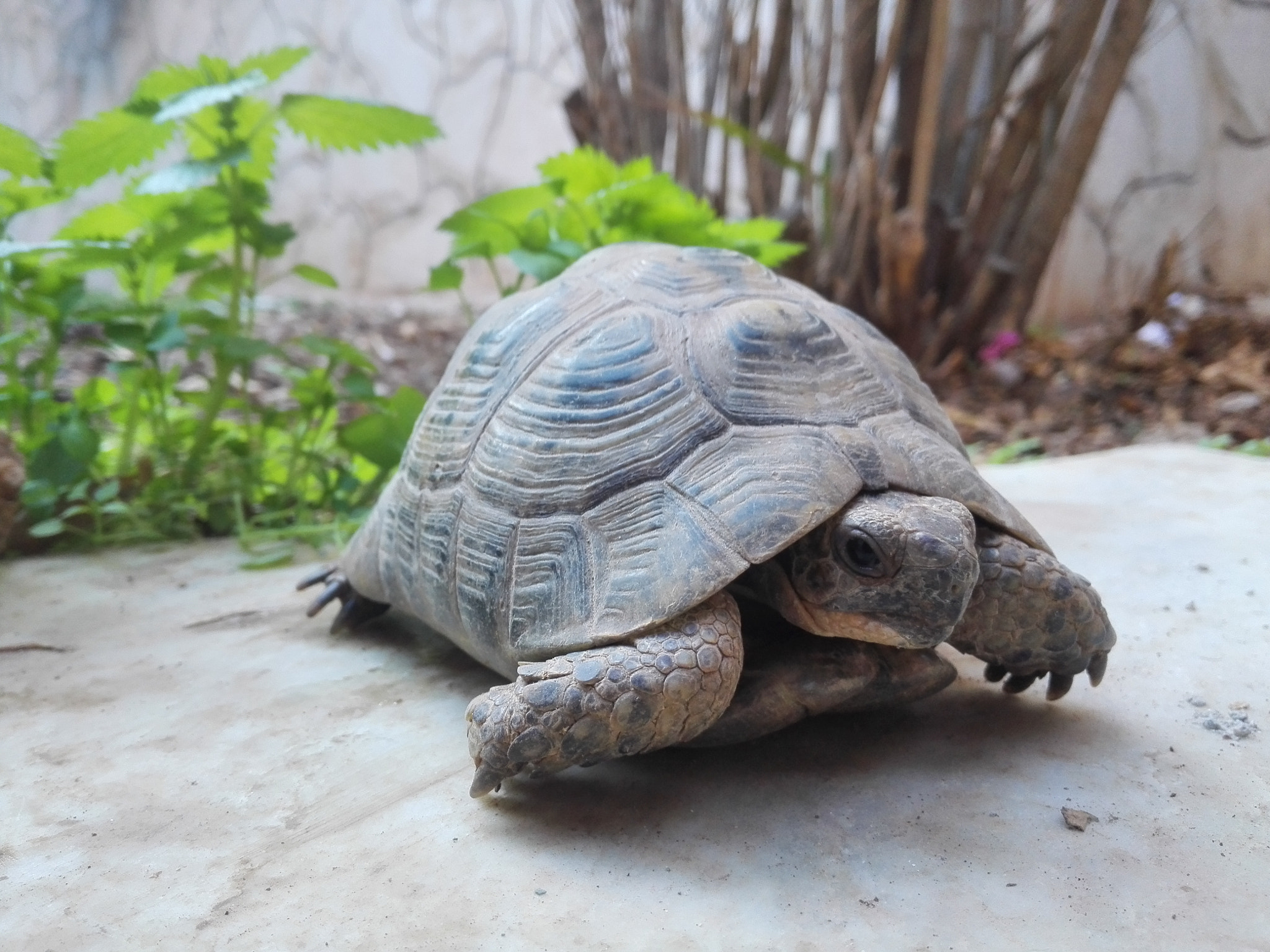 HUAWEI P7-L10 sample photo