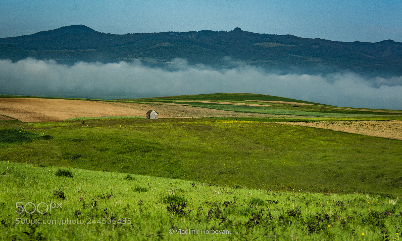 Nikon D7100 sample photo. A shack on green photography