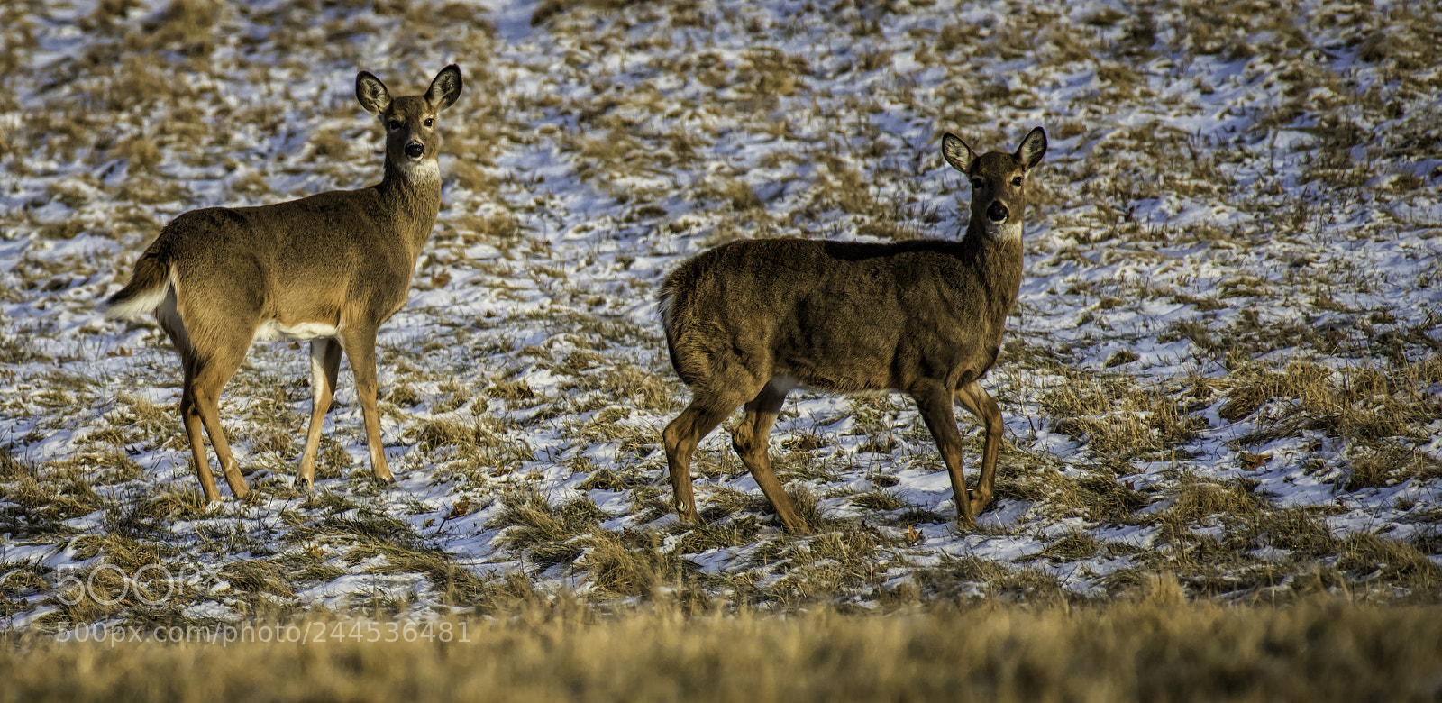 Nikon D810 sample photo. Small herd photography