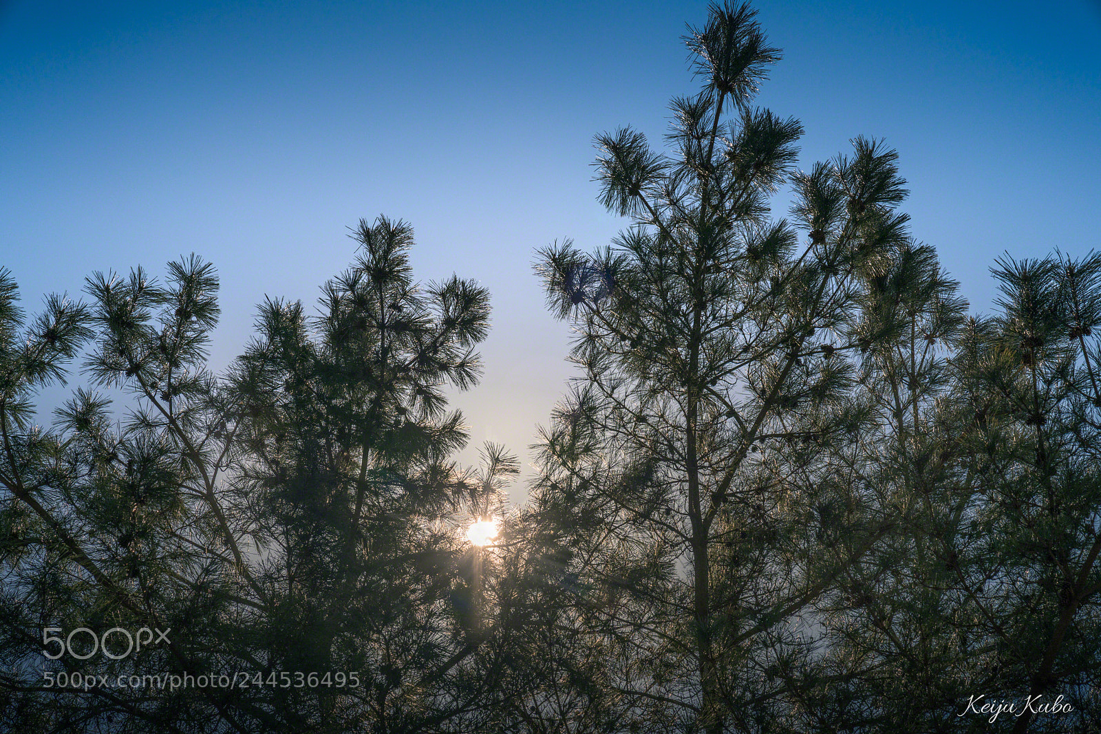 Sony a7R III sample photo. Branches of a pine photography