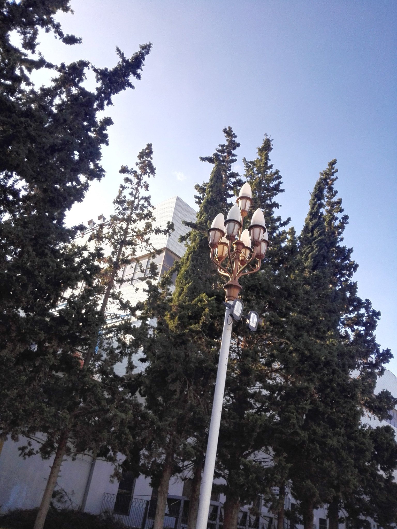 HUAWEI P7-L10 sample photo. Trees and light photography