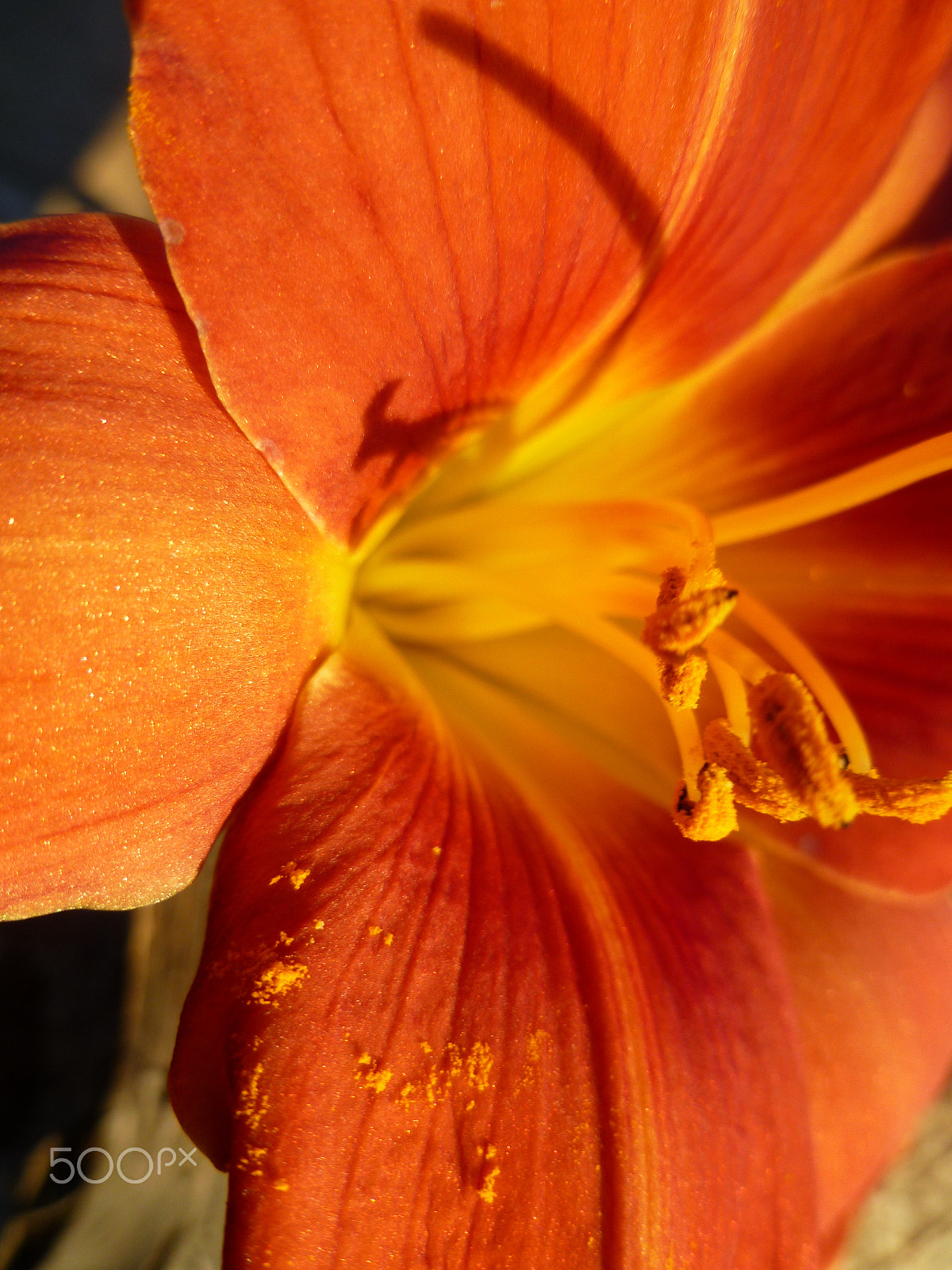 Panasonic DMC-FH20 sample photo. Lily pollen photography