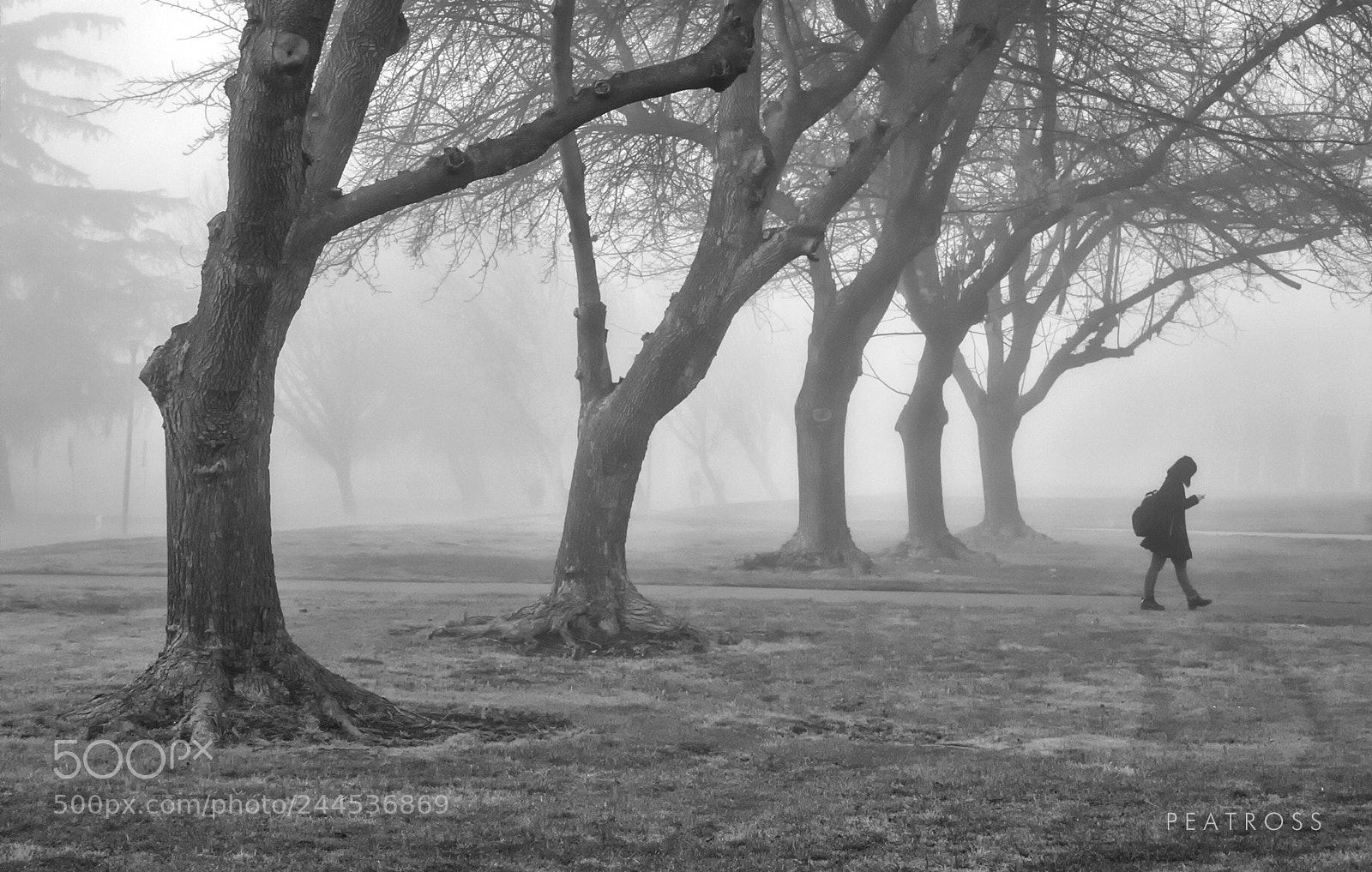 Canon EOS 400D (EOS Digital Rebel XTi / EOS Kiss Digital X) sample photo. Foggy day photography