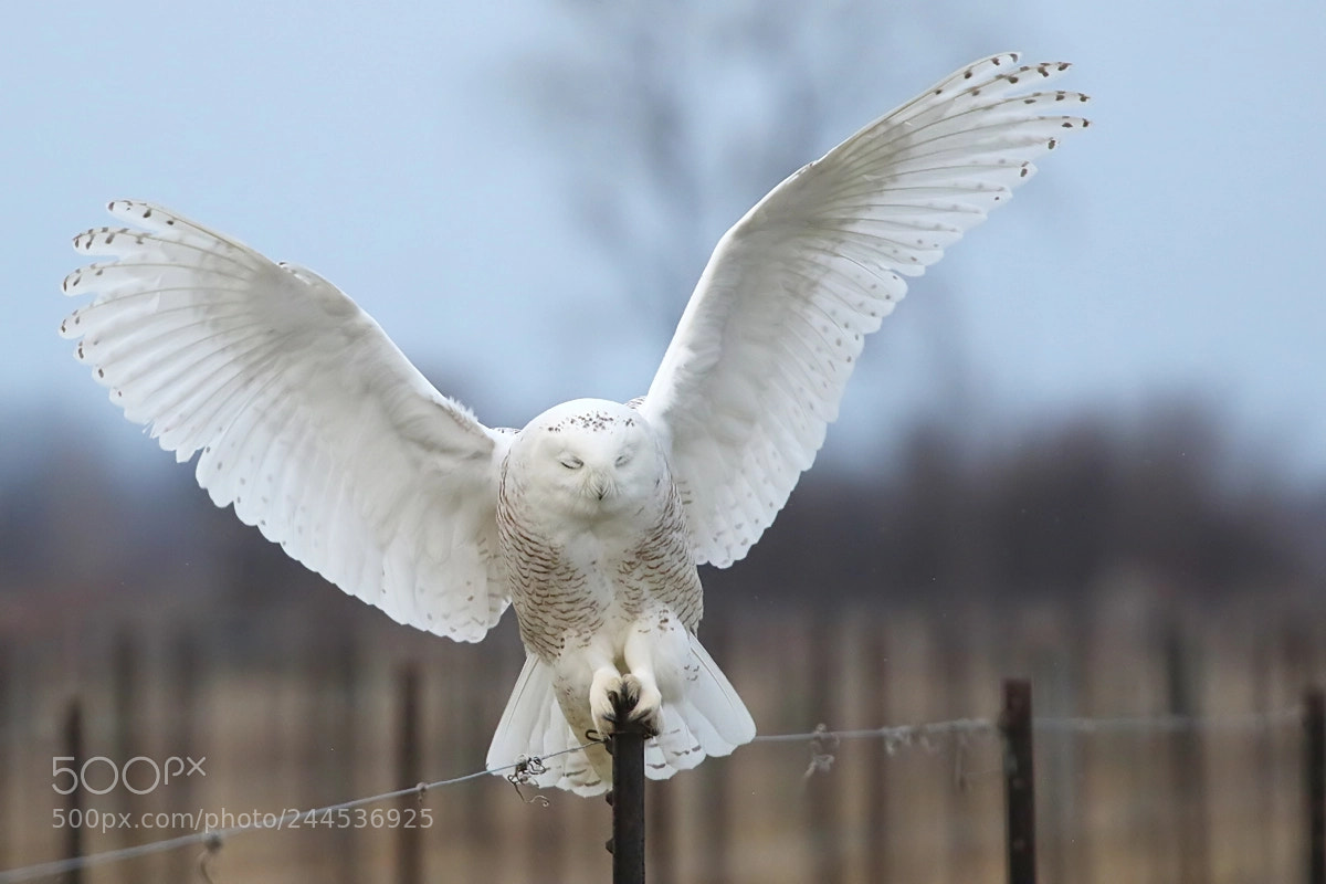 Canon EOS 7D Mark II sample photo. Flying blind! photography