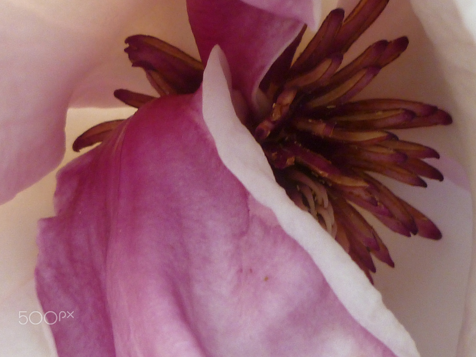 Panasonic DMC-FH20 sample photo. Tulip tree photography