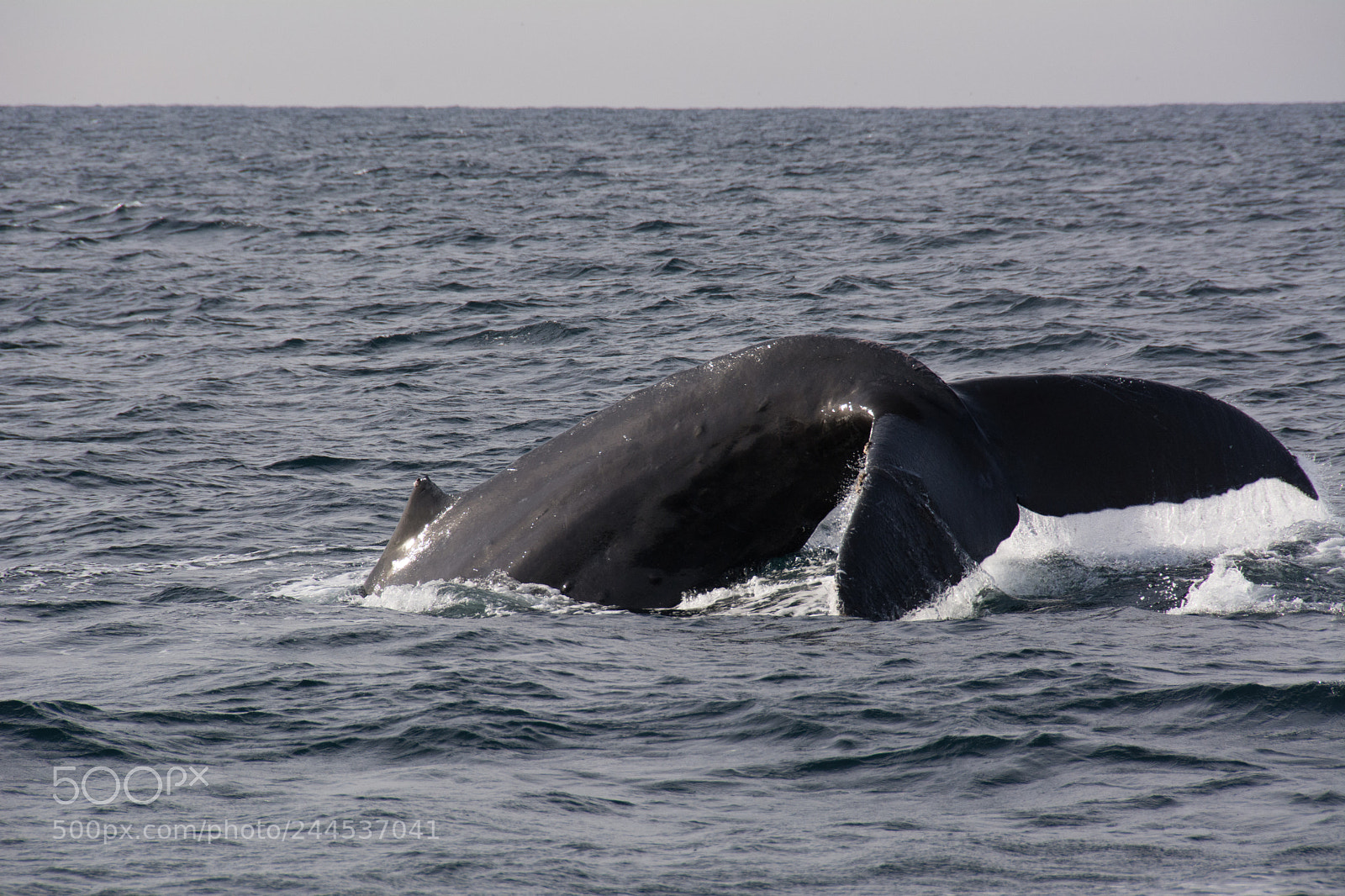 Nikon D7100 sample photo. Humpback whale photography