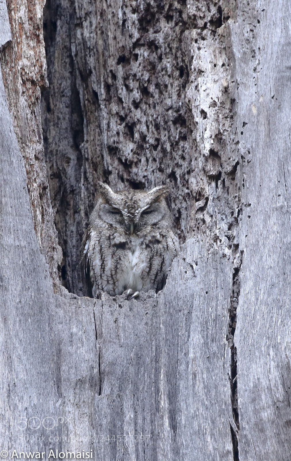 Canon EOS 7D Mark II sample photo. Screech owl photography
