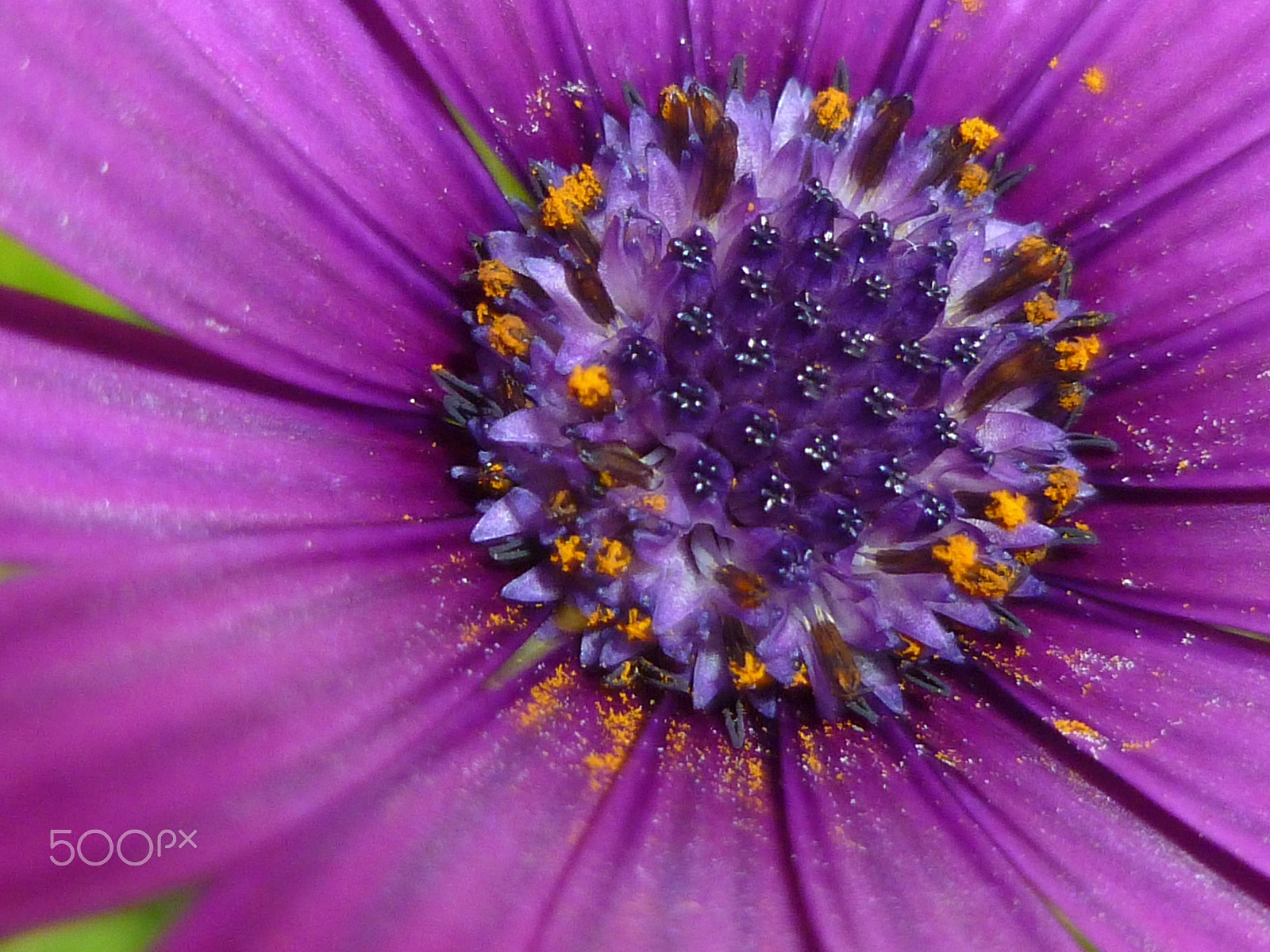 Panasonic DMC-FH20 sample photo. Purple flower photography