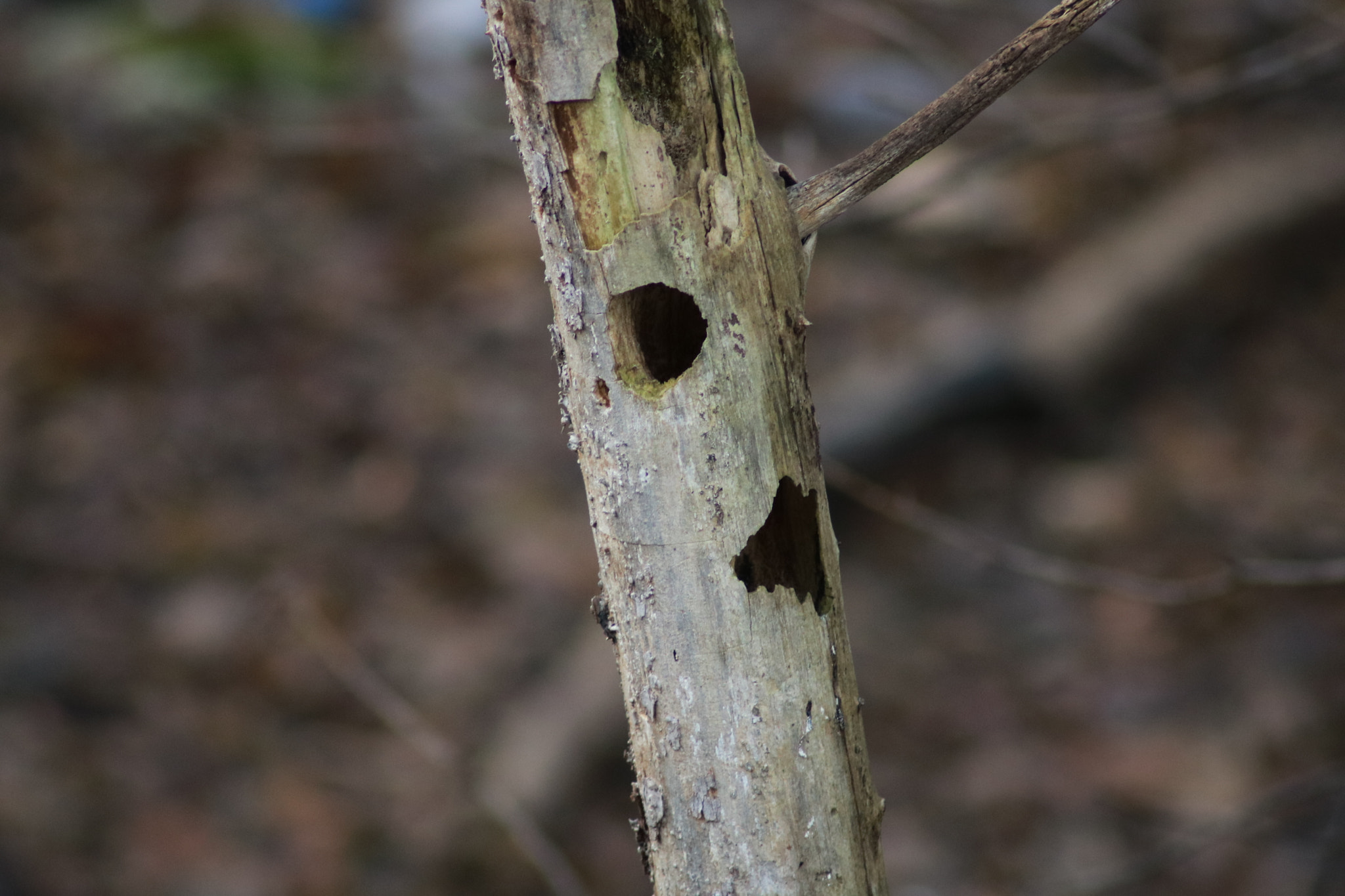Canon EOS 750D (EOS Rebel T6i / EOS Kiss X8i) sample photo. Img photography