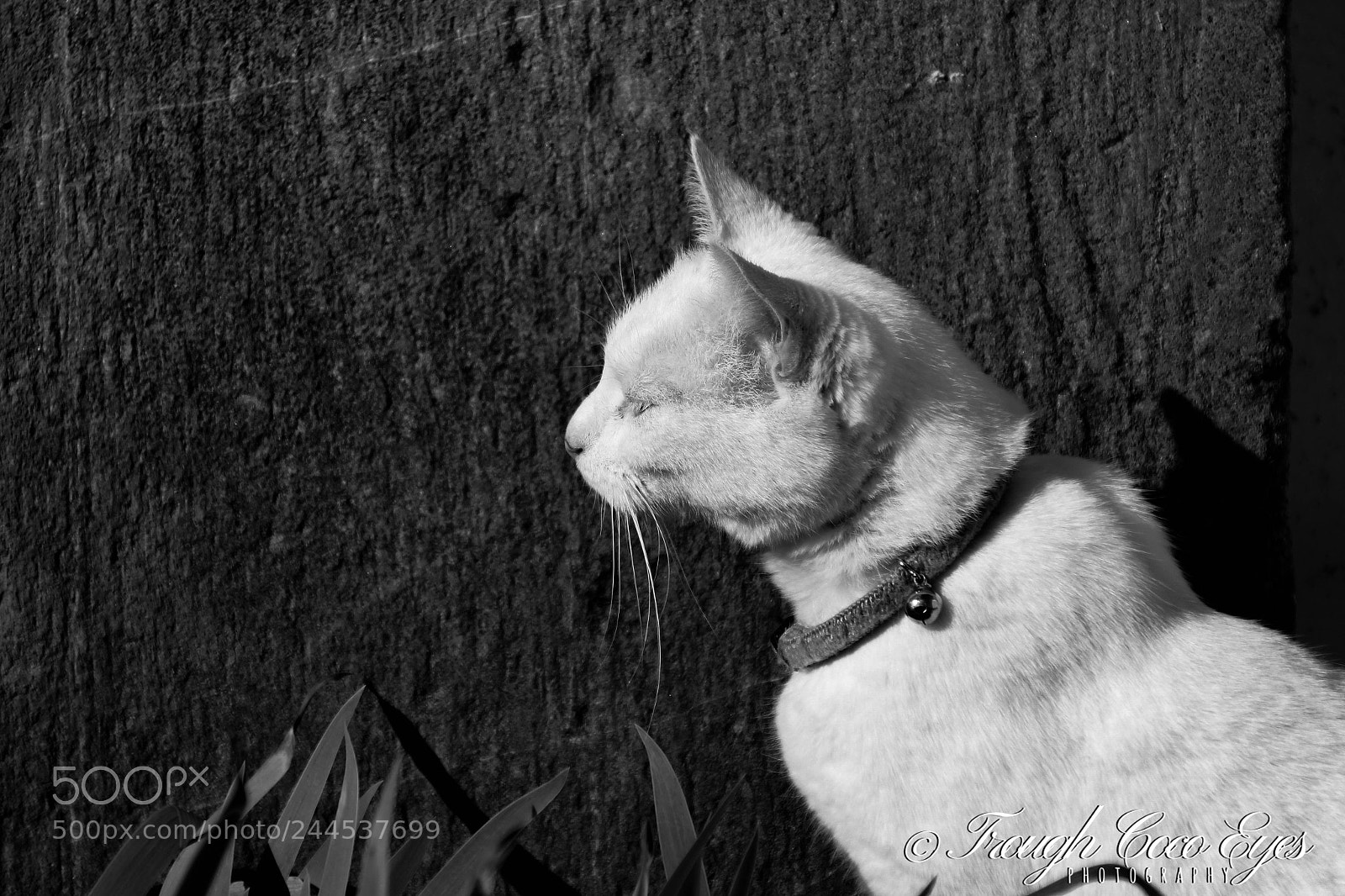 Canon EOS 100D (EOS Rebel SL1 / EOS Kiss X7) sample photo. Whitecat photography