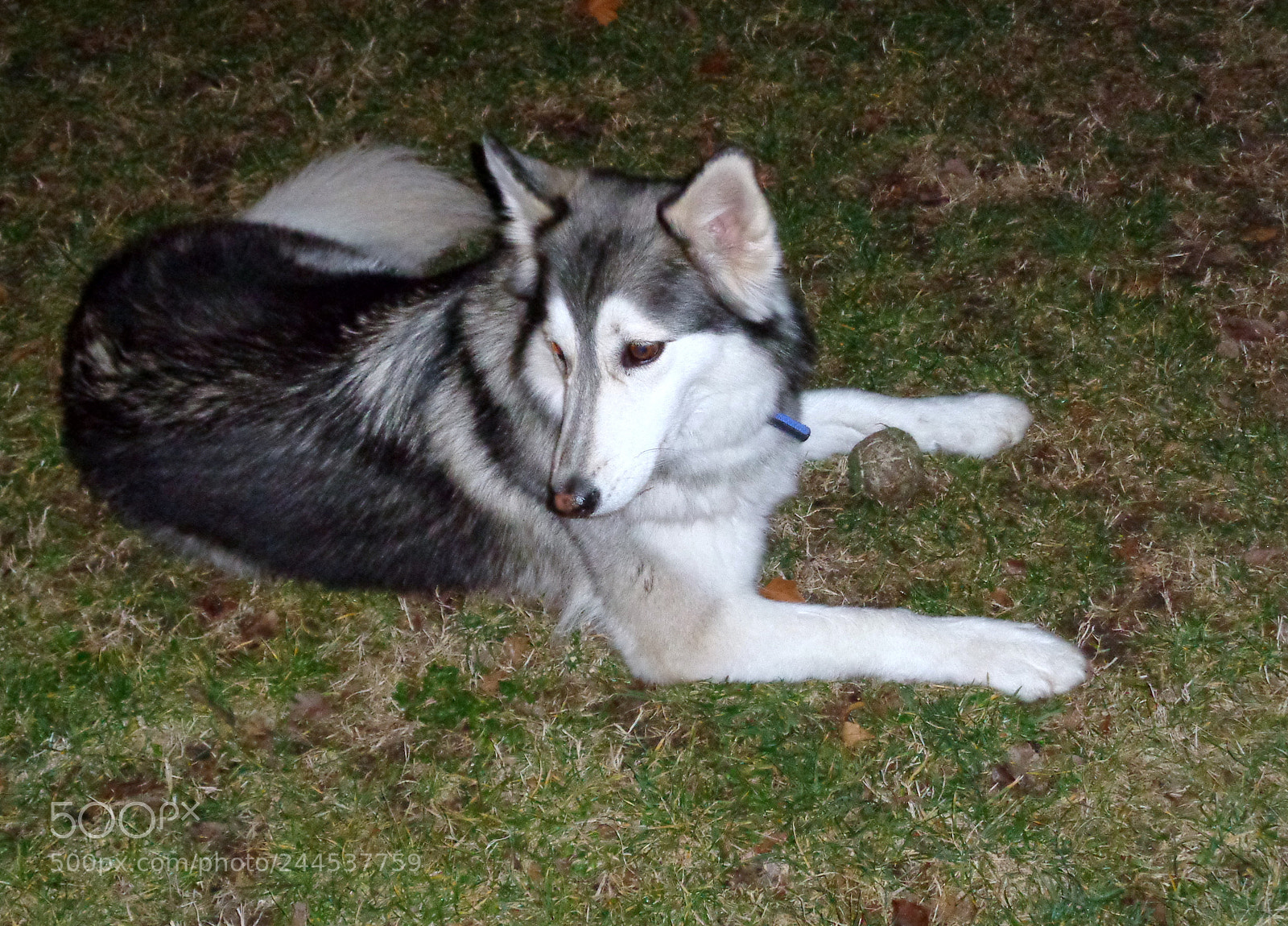 Sony Cyber-shot DSC-W830 sample photo. Noa biologica photography