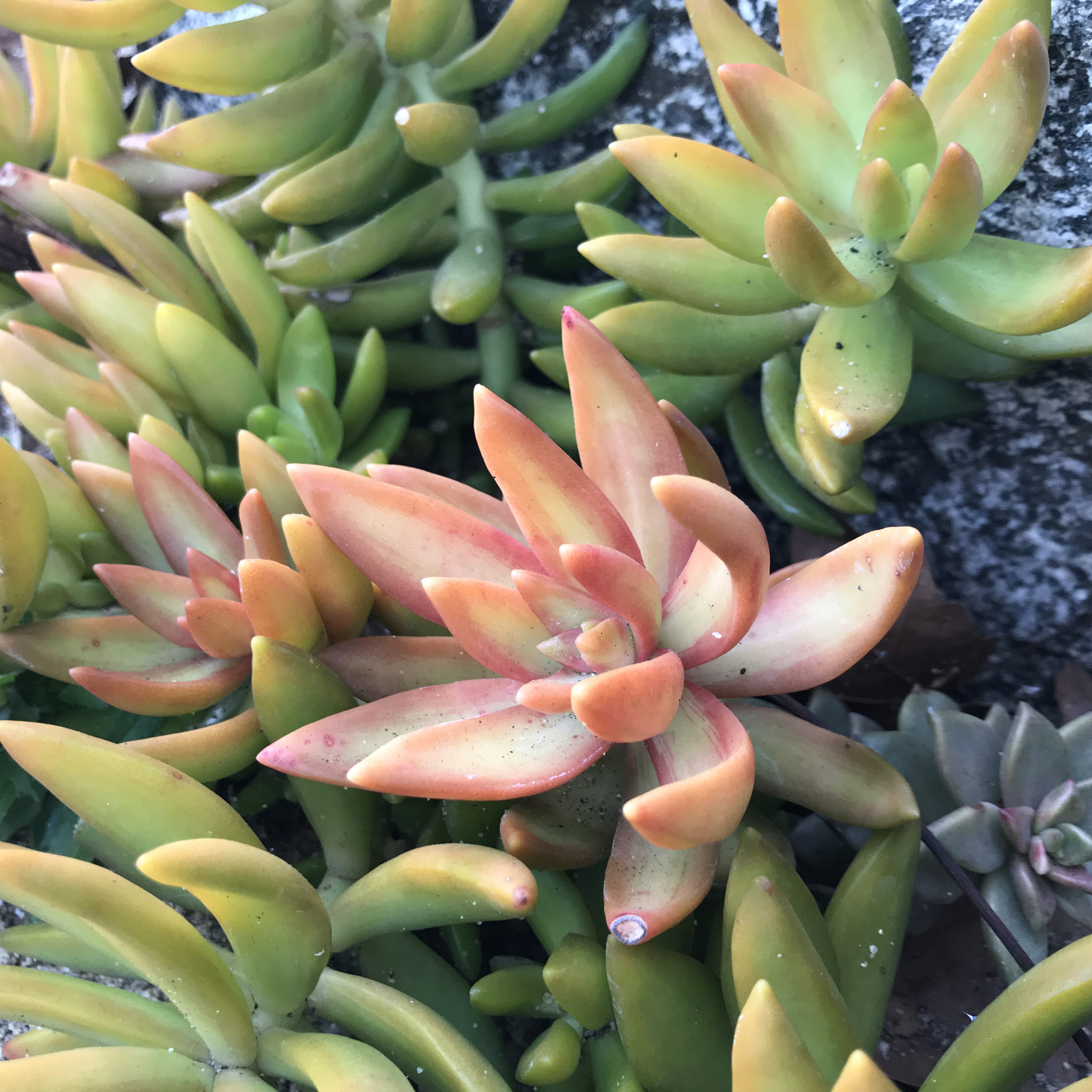 Apple iPad Pro (10.5-inch) sample photo