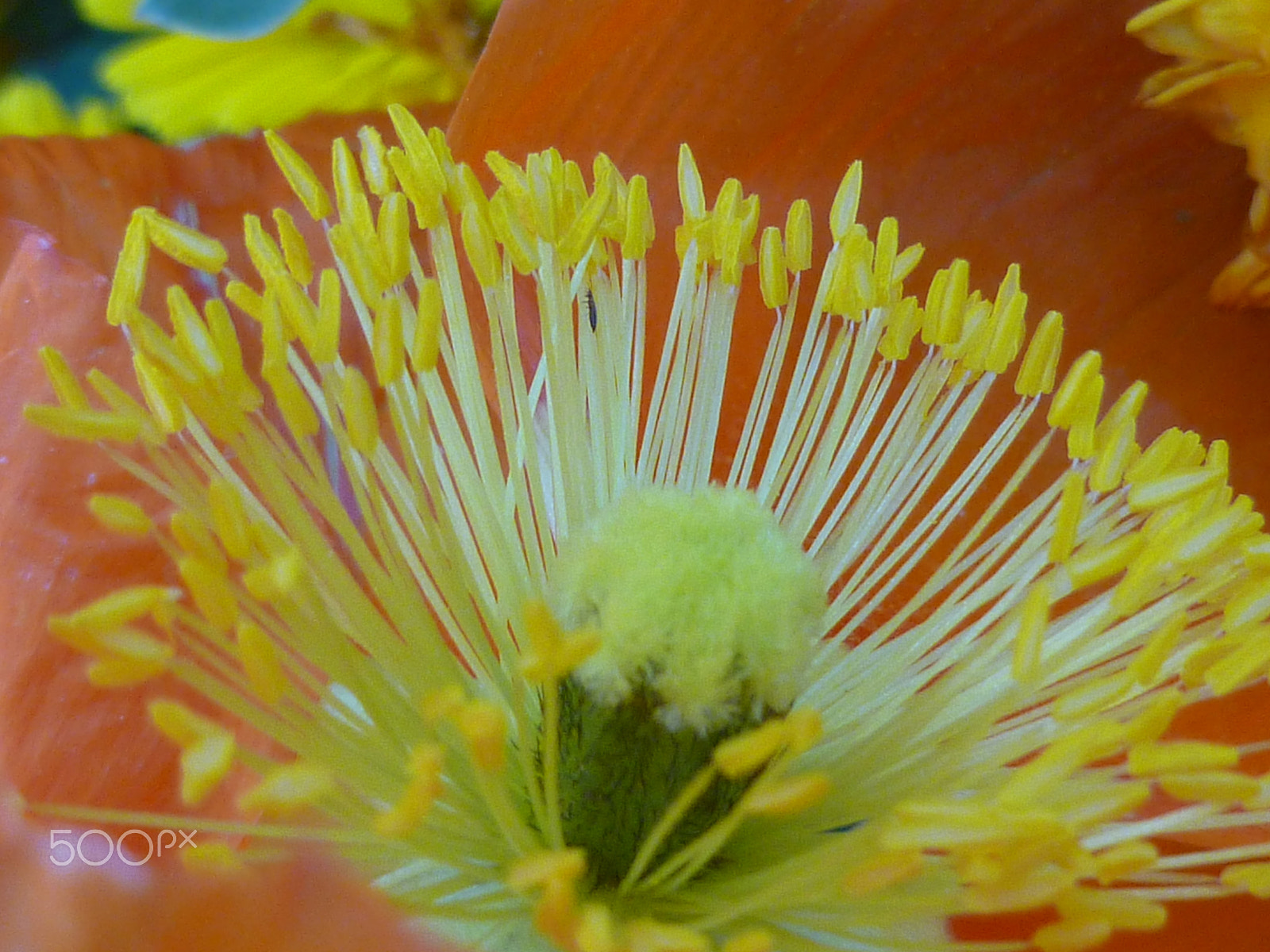 Panasonic DMC-FH20 sample photo. Orange and yellow flower stamens photography