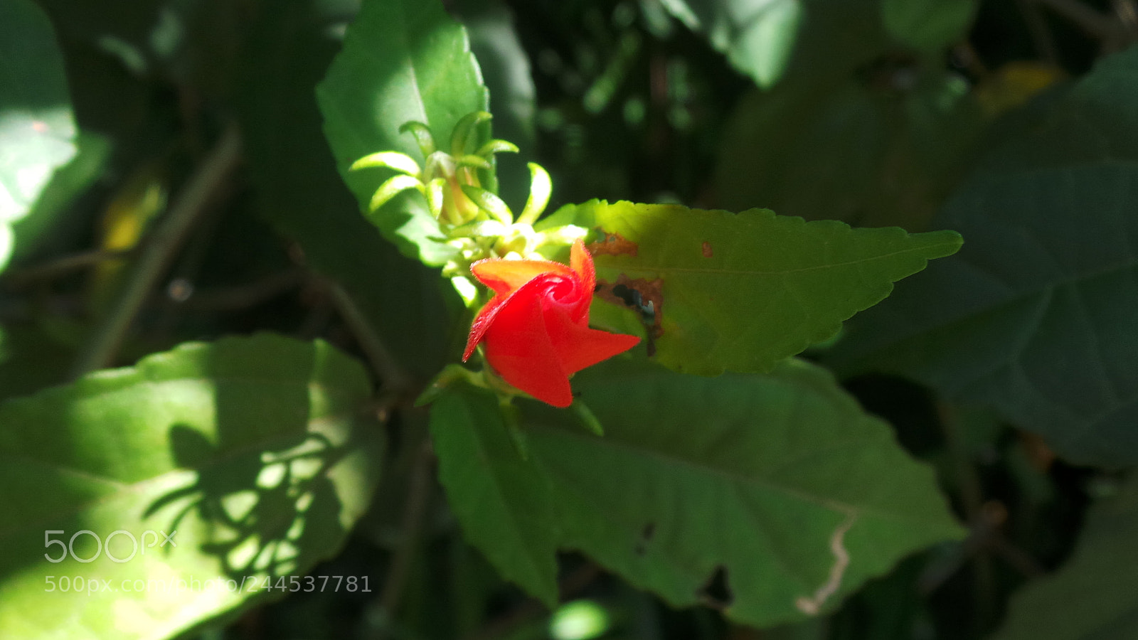 Samsung Galaxy Camera (Wi-Fi) sample photo. Red photography