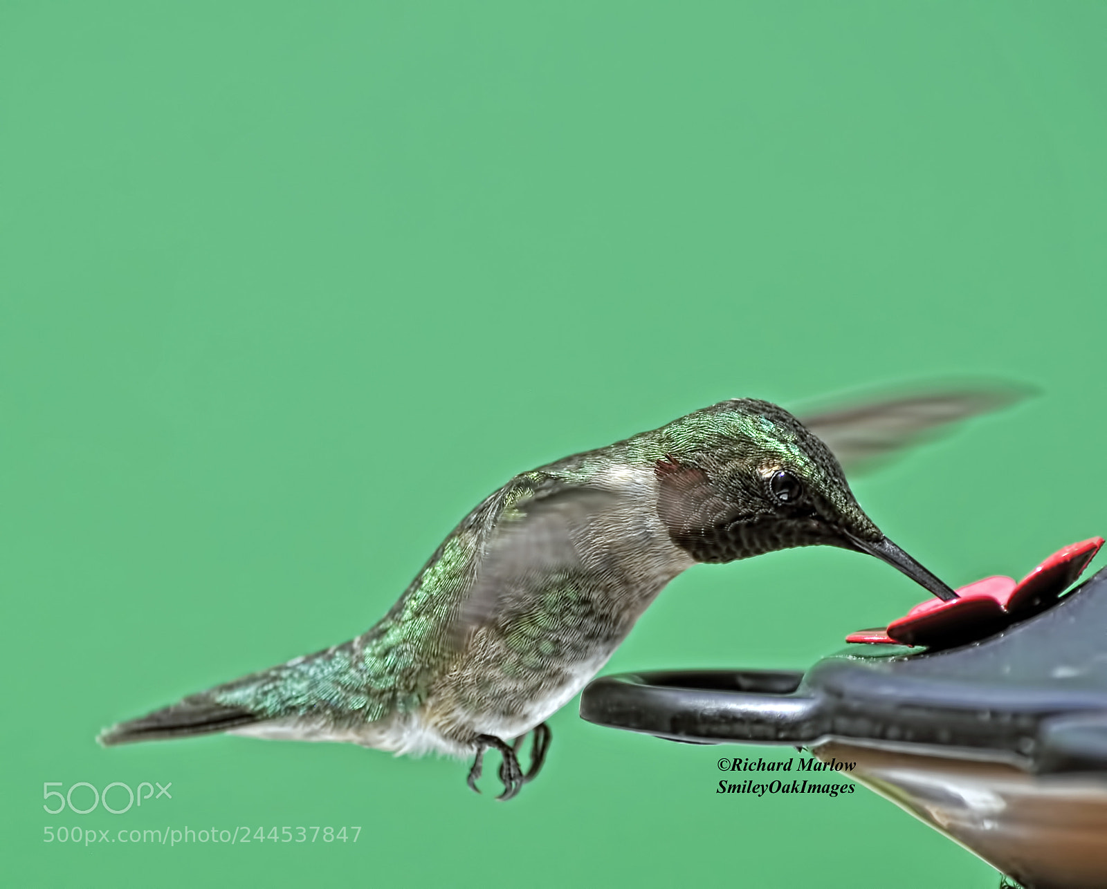 Nikon D5000 sample photo. Hummingbird photography