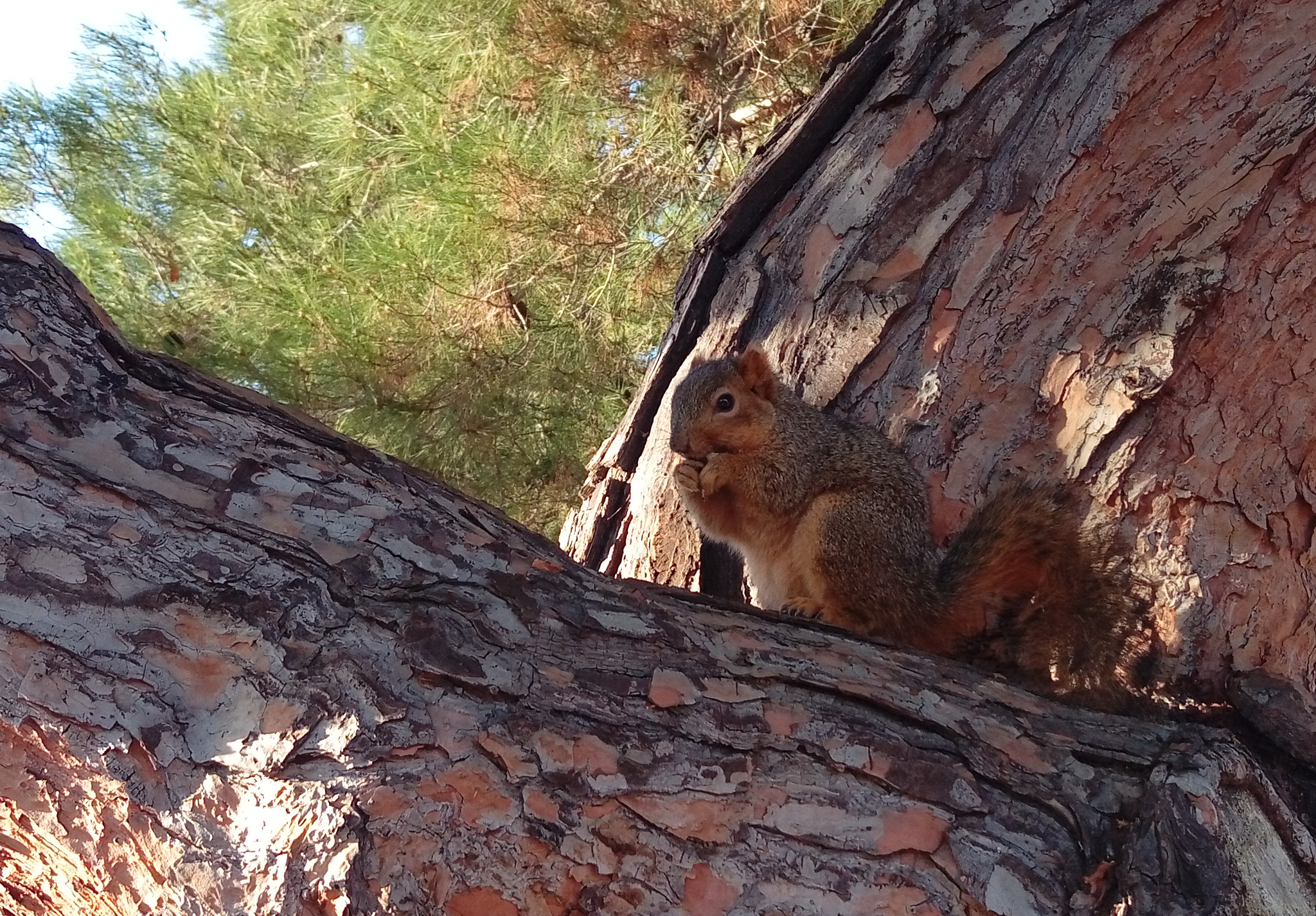 HTC DESIRE 10 PRO sample photo. Squirrel photography