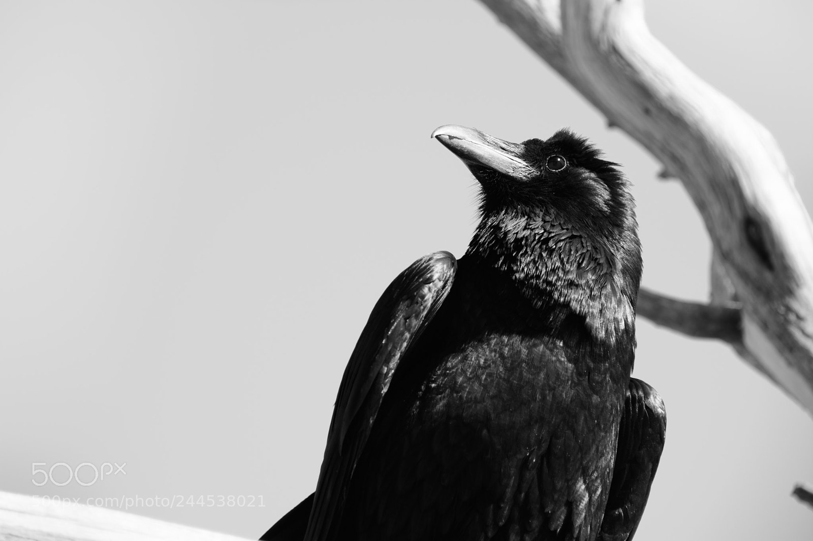 Nikon D7100 sample photo. Crow in death valley photography