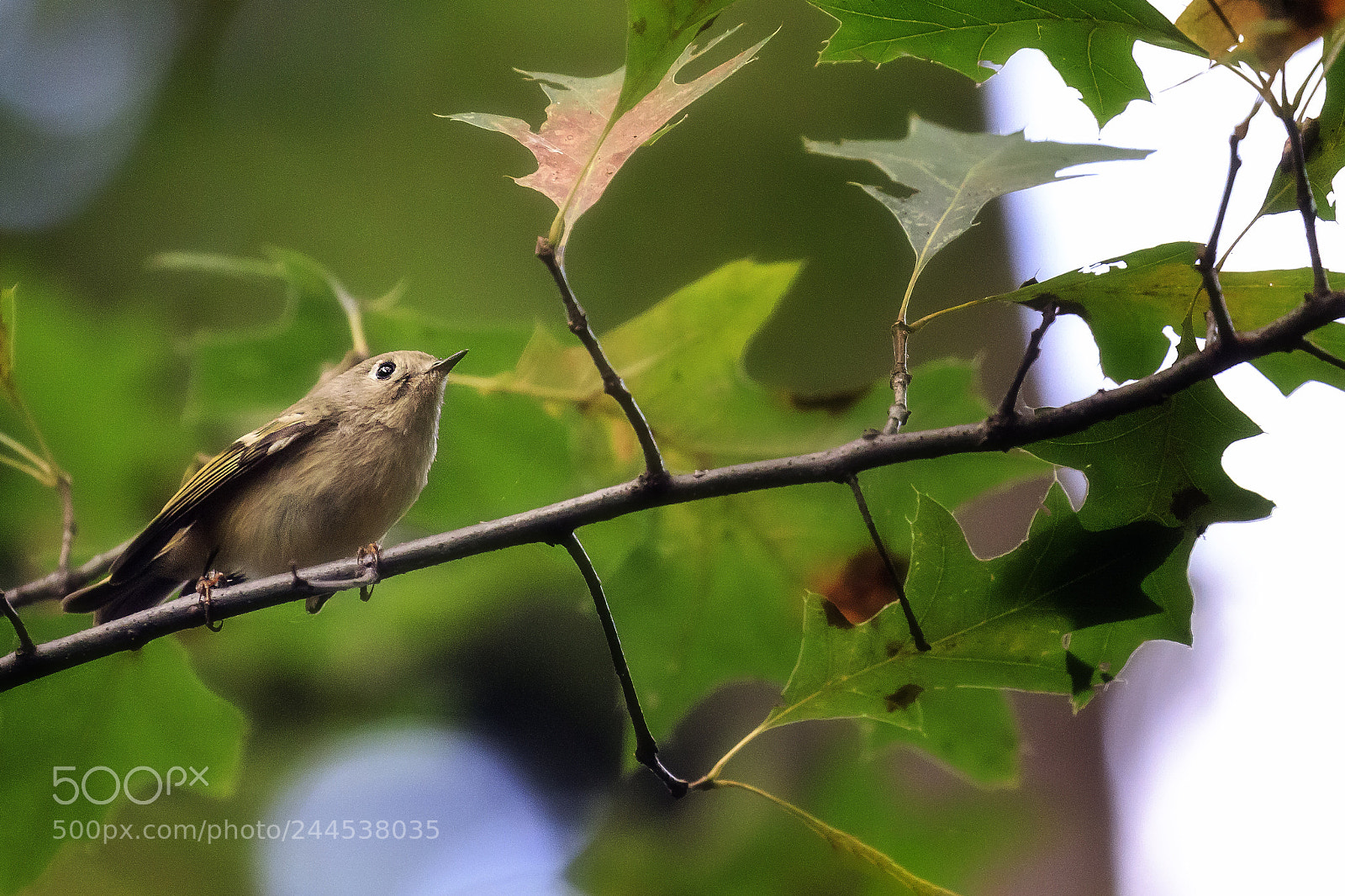 Canon EOS 7D Mark II sample photo. Ruby crowned kinglet photography