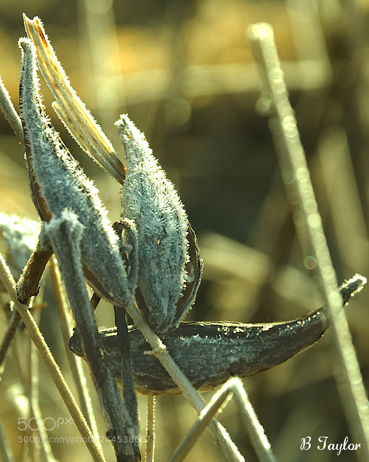 Sony SLT-A57 sample photo. Frozen milkweed buds photography