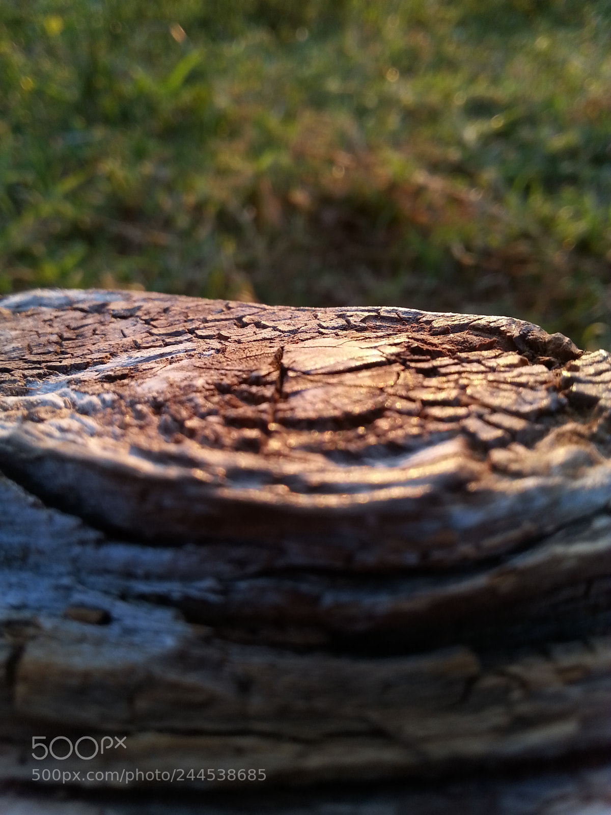 Samsung Galaxy S3 sample photo. Fallen tree photography