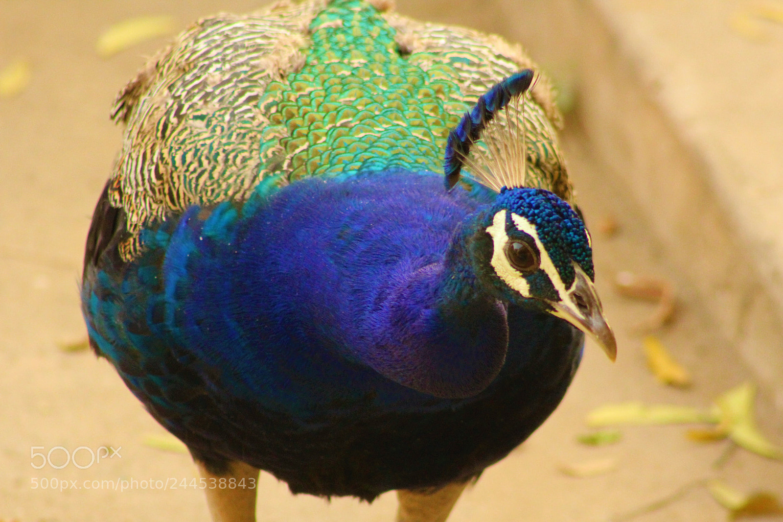 Canon EOS 1200D (EOS Rebel T5 / EOS Kiss X70 / EOS Hi) sample photo. Peacock looking for food photography