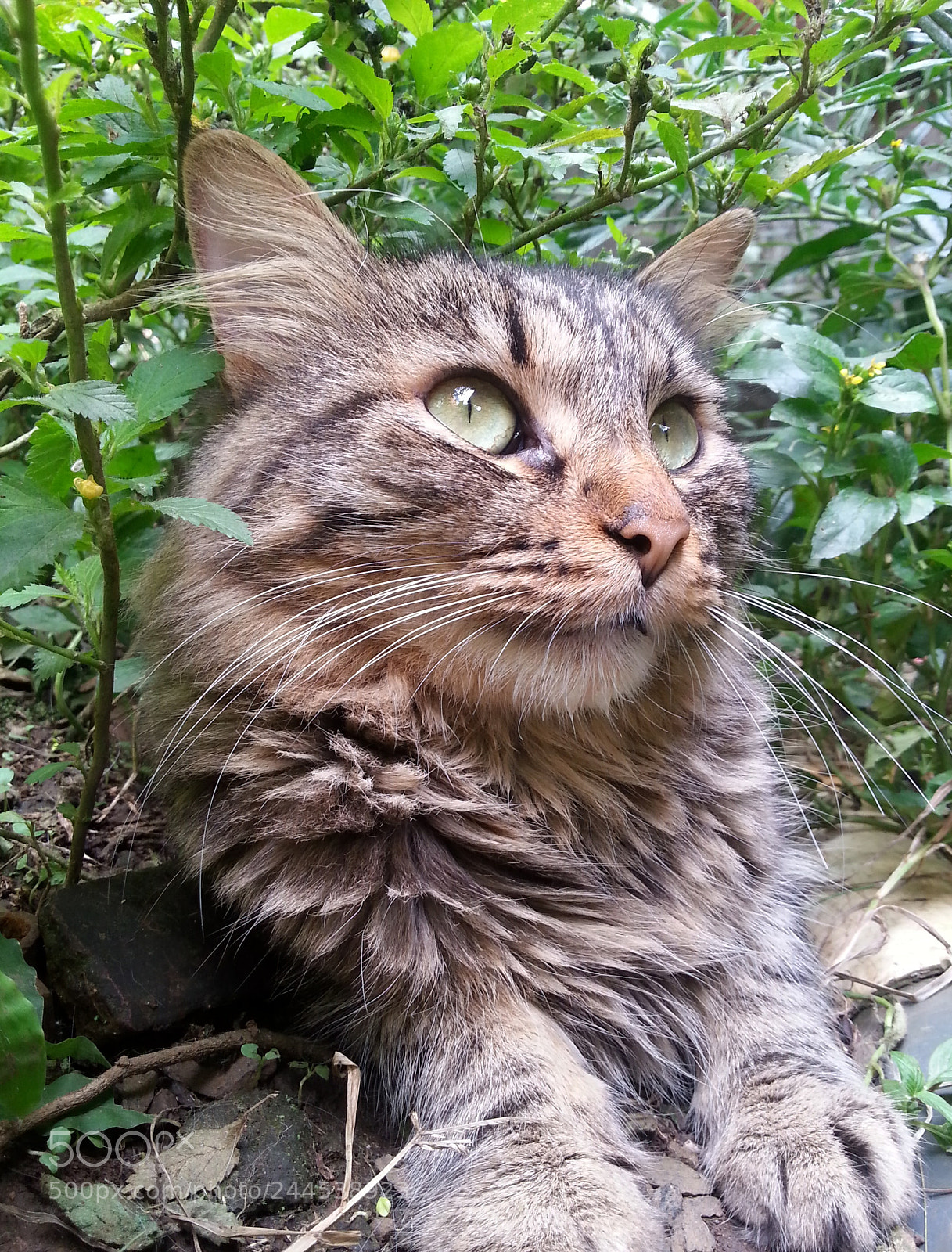 Samsung Galaxy S3 sample photo. Ringo starr photography