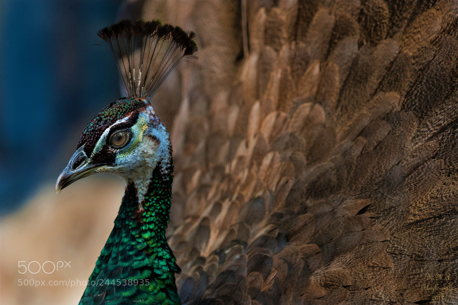 Canon EOS-1D X Mark II sample photo. Peacock i like your photography
