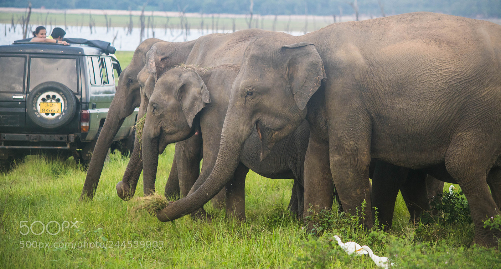 Nikon D7500 sample photo. Elephant trail photography