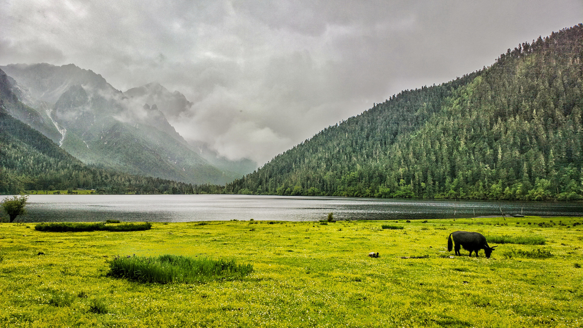 Nokia 808 PureView sample photo. Solitary yak grazing photography