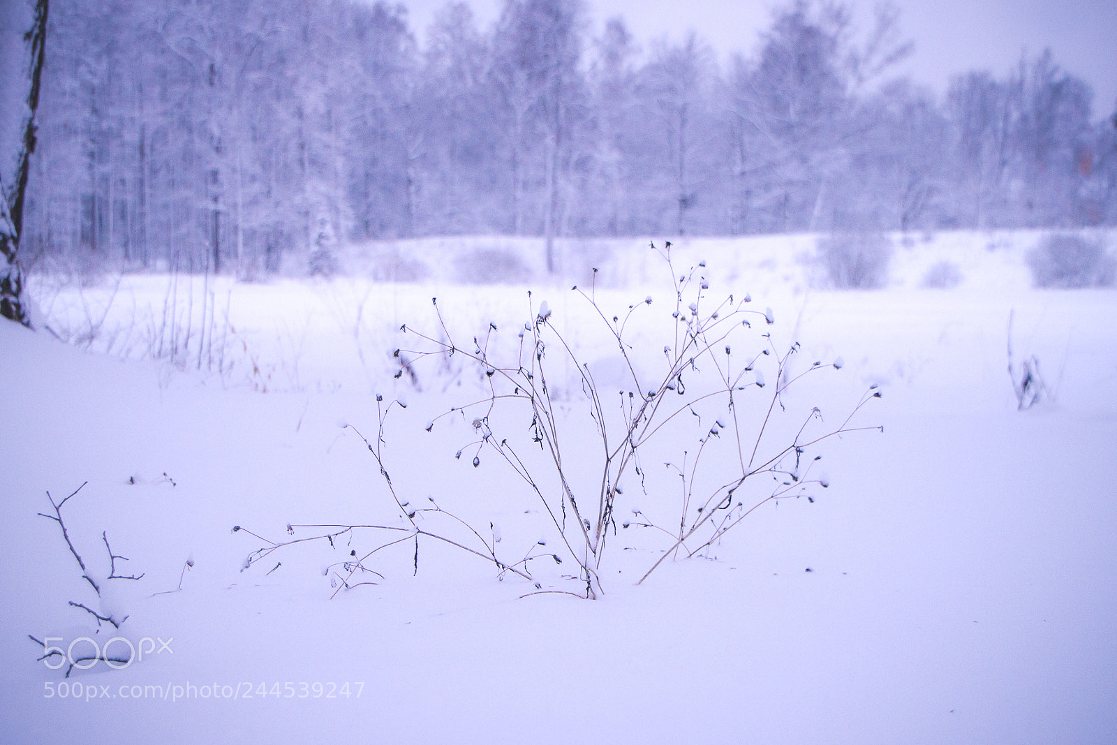 Canon EOS 60D sample photo. In forest photography