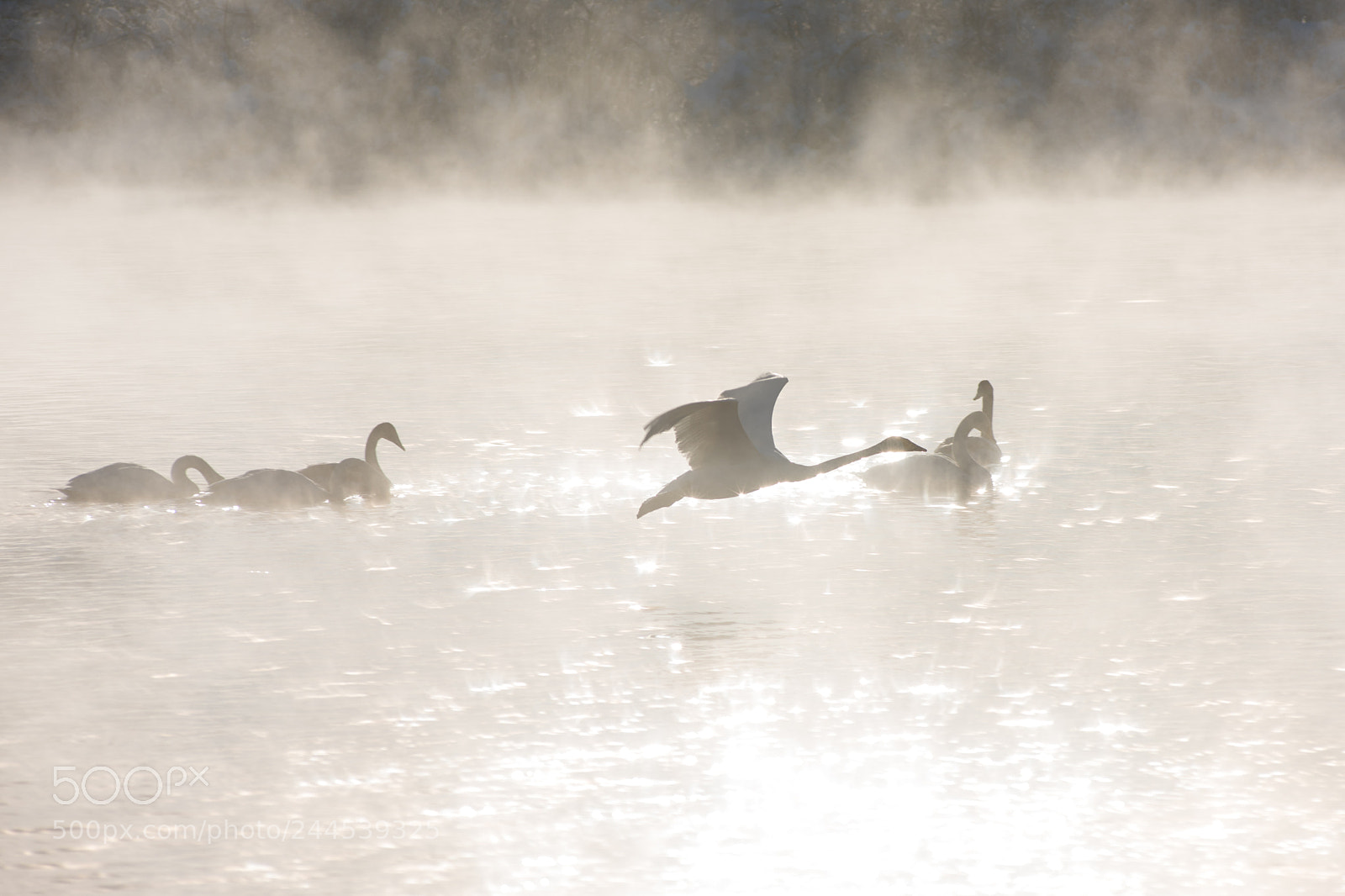 Nikon D810 sample photo. Beautiful white whooping swans photography