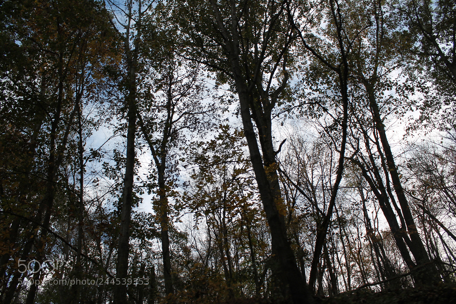 Canon EOS 1100D (EOS Rebel T3 / EOS Kiss X50) sample photo. Forest photography