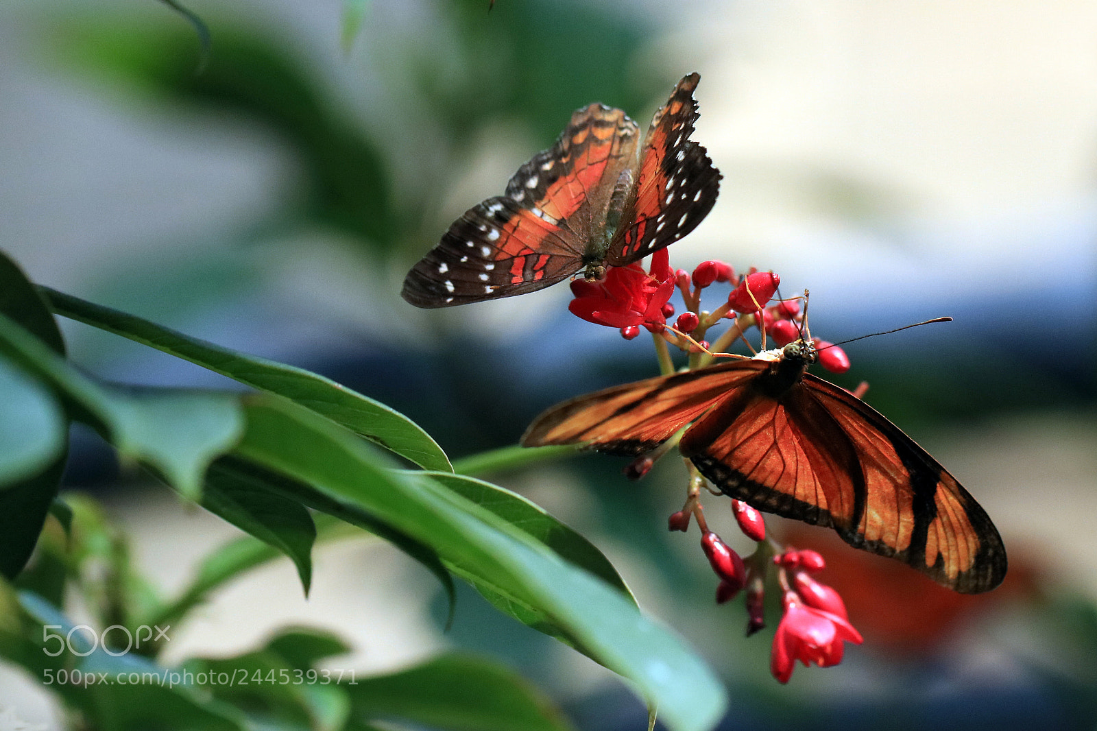 Canon EOS 760D (EOS Rebel T6s / EOS 8000D) sample photo. Feeding frenzy photography