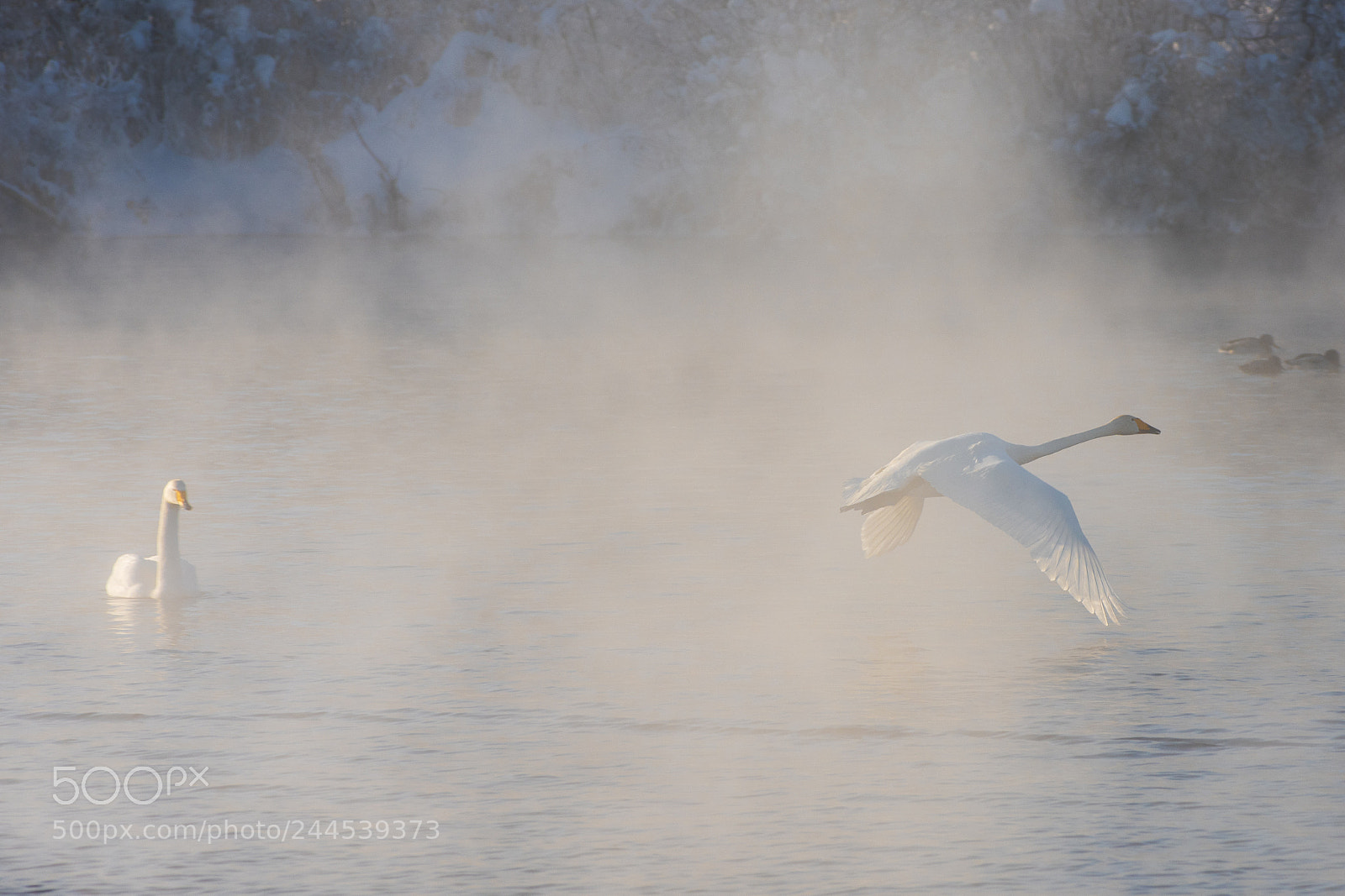 Nikon D810 sample photo. Beautiful white whooping swans photography