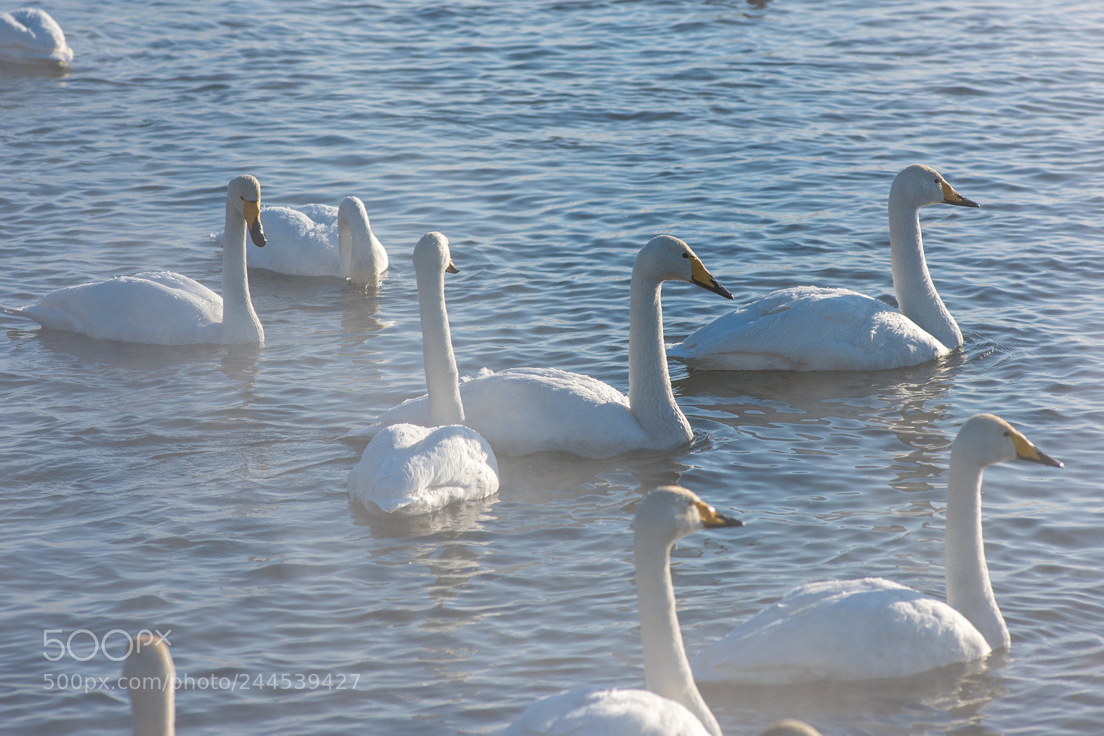Nikon D810 sample photo. Beautiful white whooping swans photography