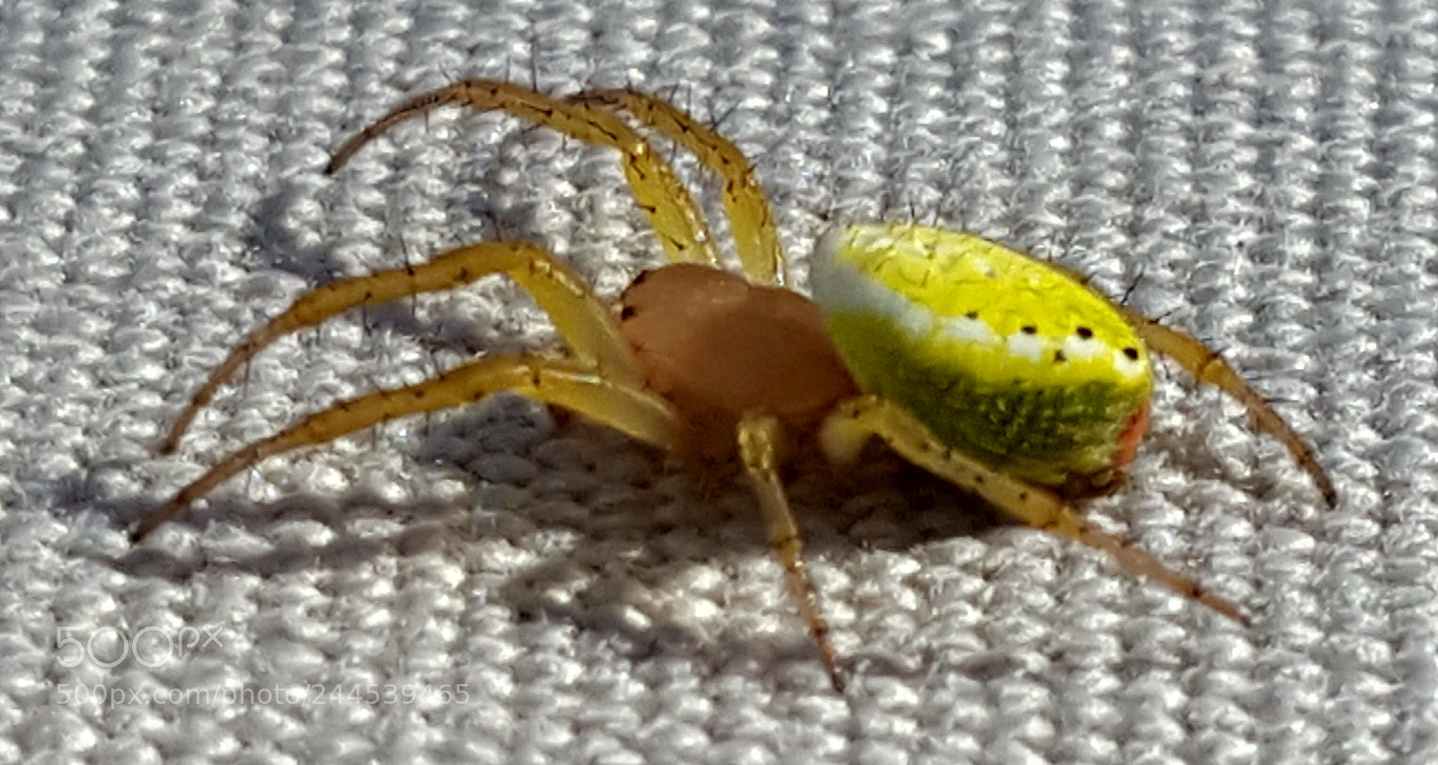 Samsung Galaxy S6 sample photo. Spider photography