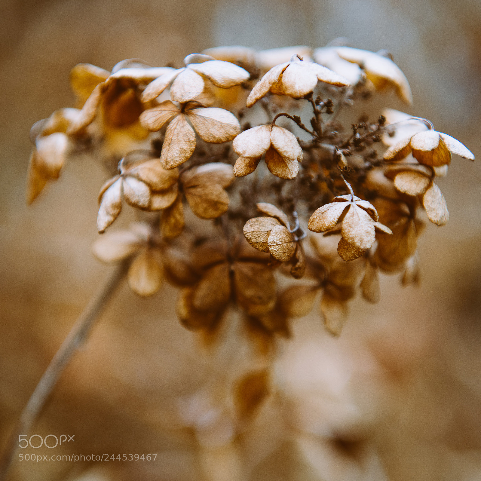 Nikon D850 sample photo. Jenkins arboretum photography