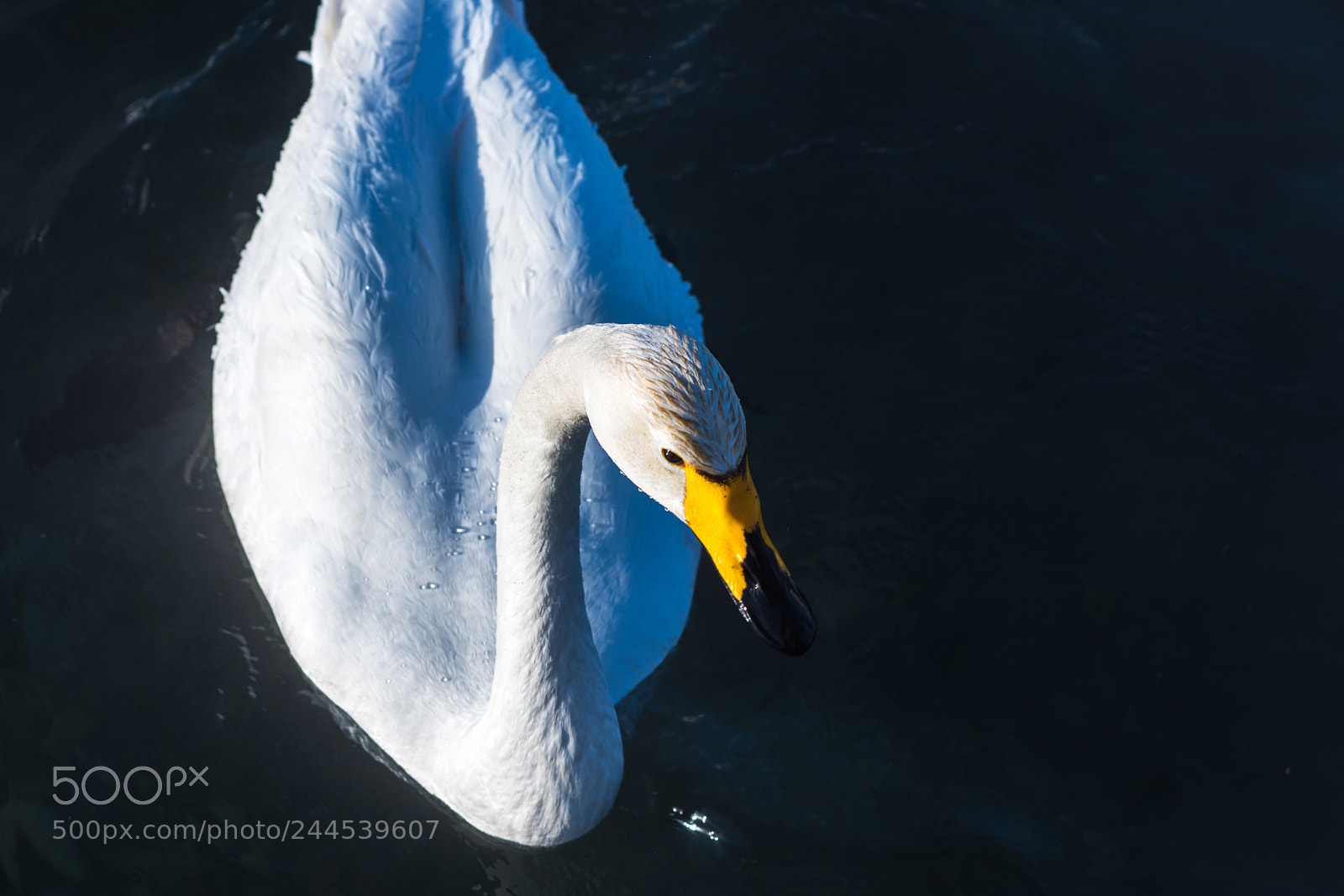 Nikon D810 sample photo. Beautiful white whooping swans photography