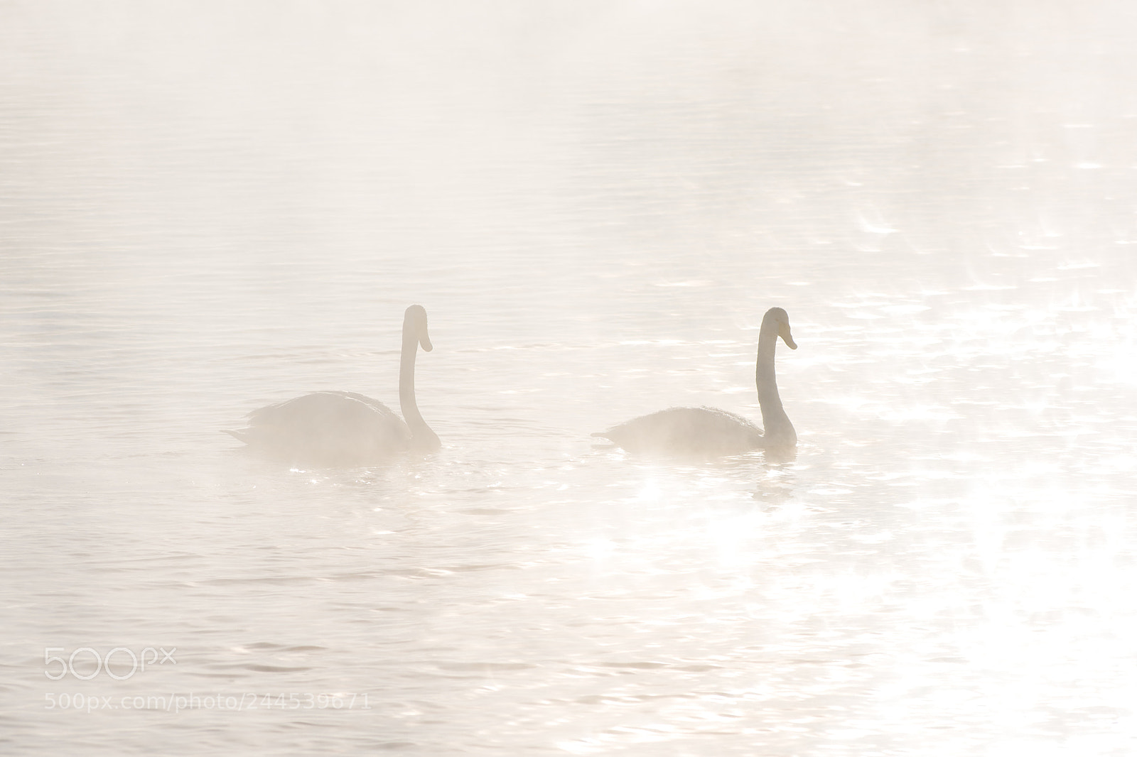Nikon D810 sample photo. Beautiful white whooping swans photography
