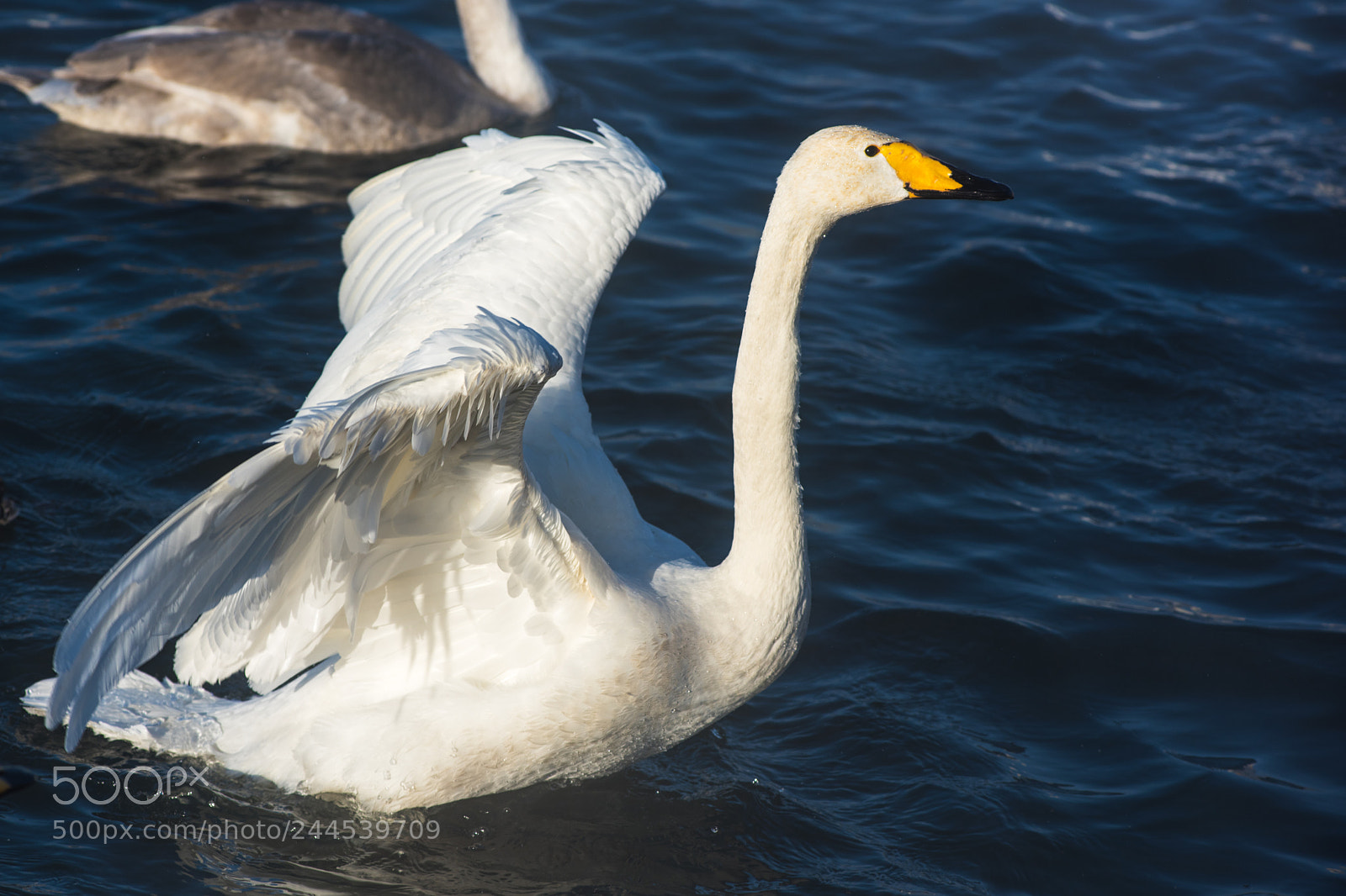 Nikon D810 sample photo. Beautiful white whooping swans photography