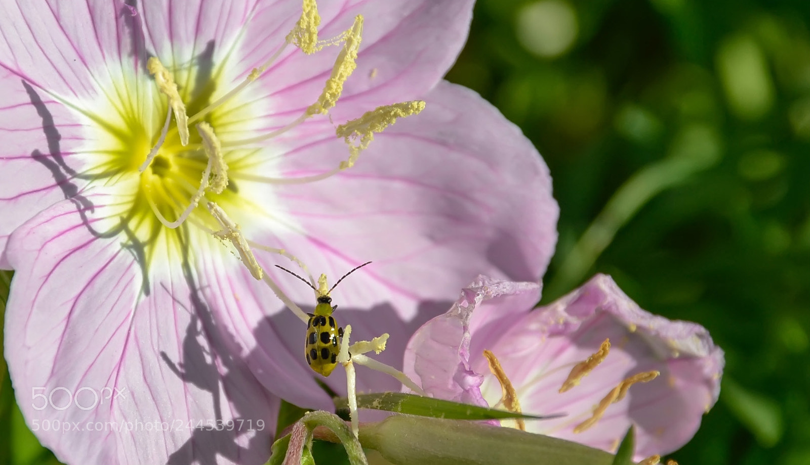 Nikon D3100 sample photo. Flower photography