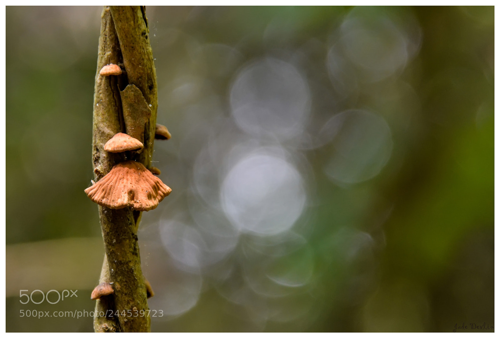 Nikon D3100 sample photo. Fungus photography