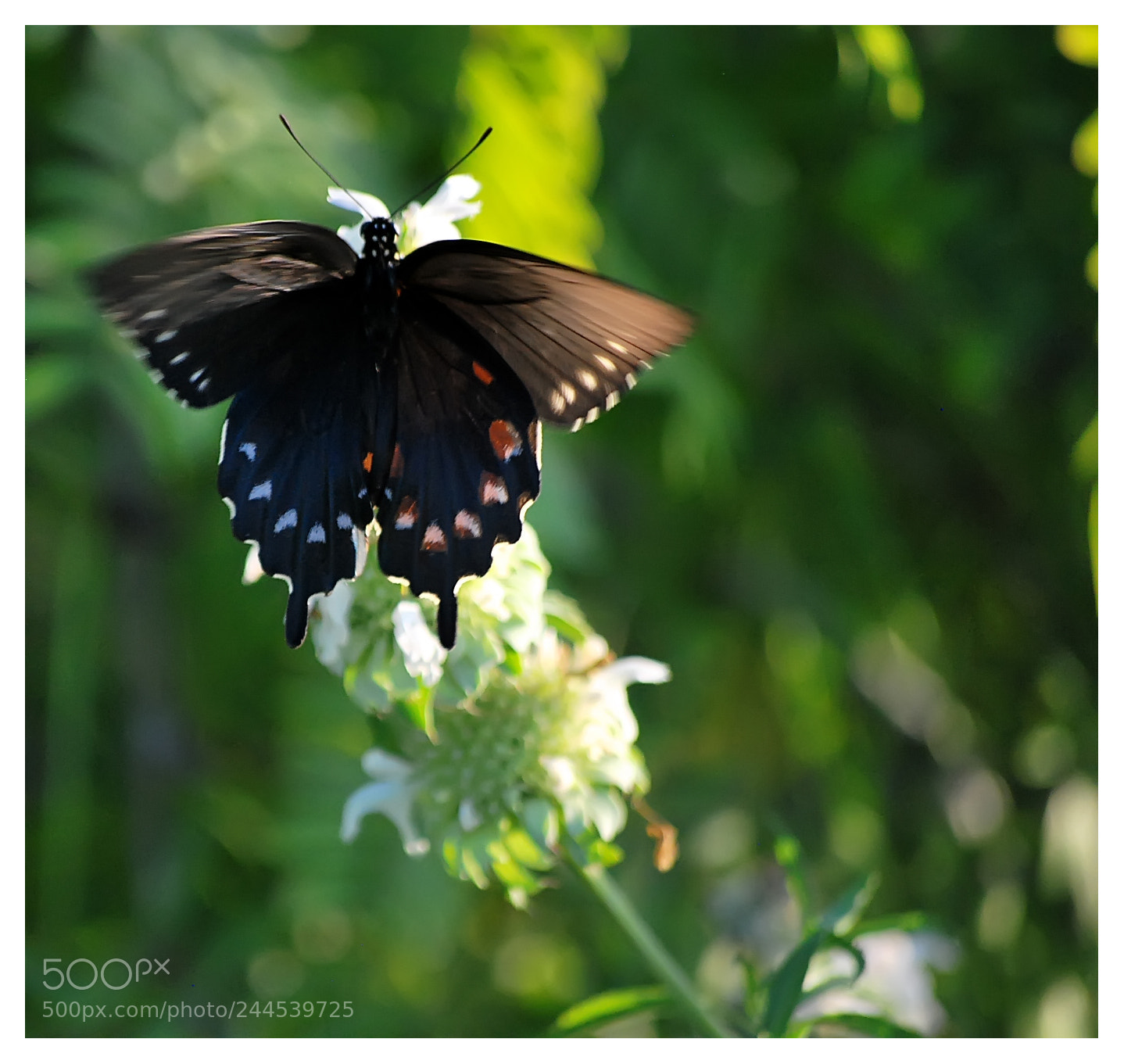 Nikon D60 sample photo. Flutter photography