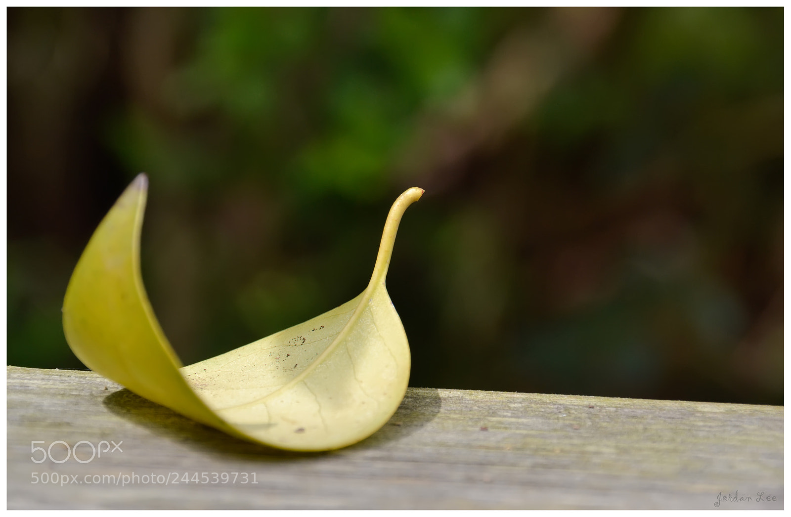 Nikon D3100 sample photo. Leaf photography
