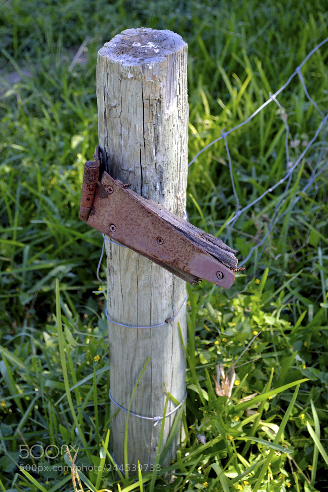 Nikon D3100 sample photo. Pole photography