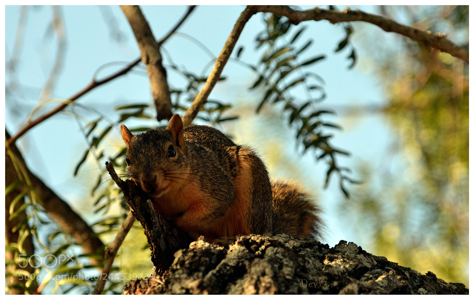 Nikon D3100 sample photo. Ratatoskr photography